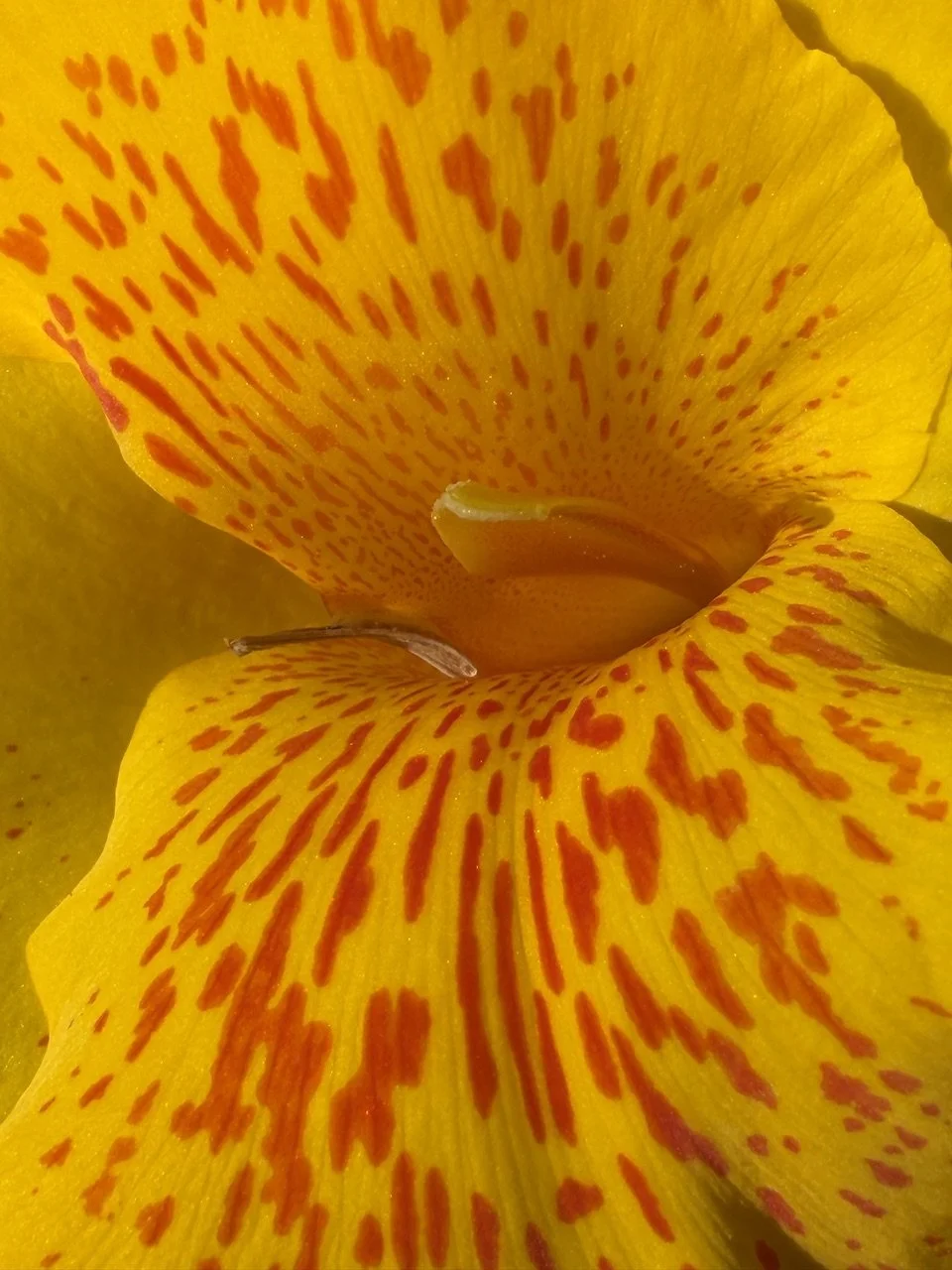 Close-up of a yellow flower petal with orange-red speckles and streaks.