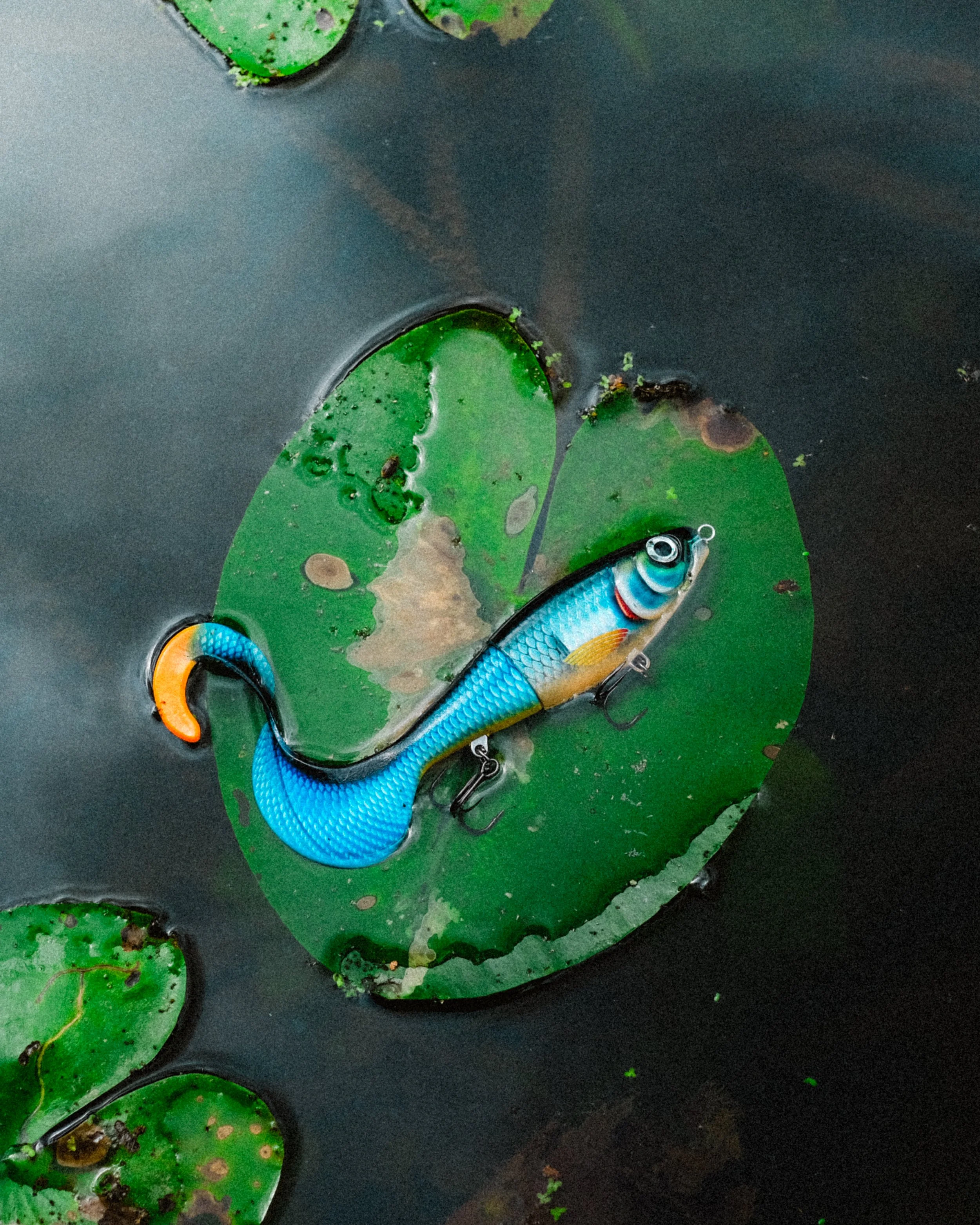 DSCF7271.jpg