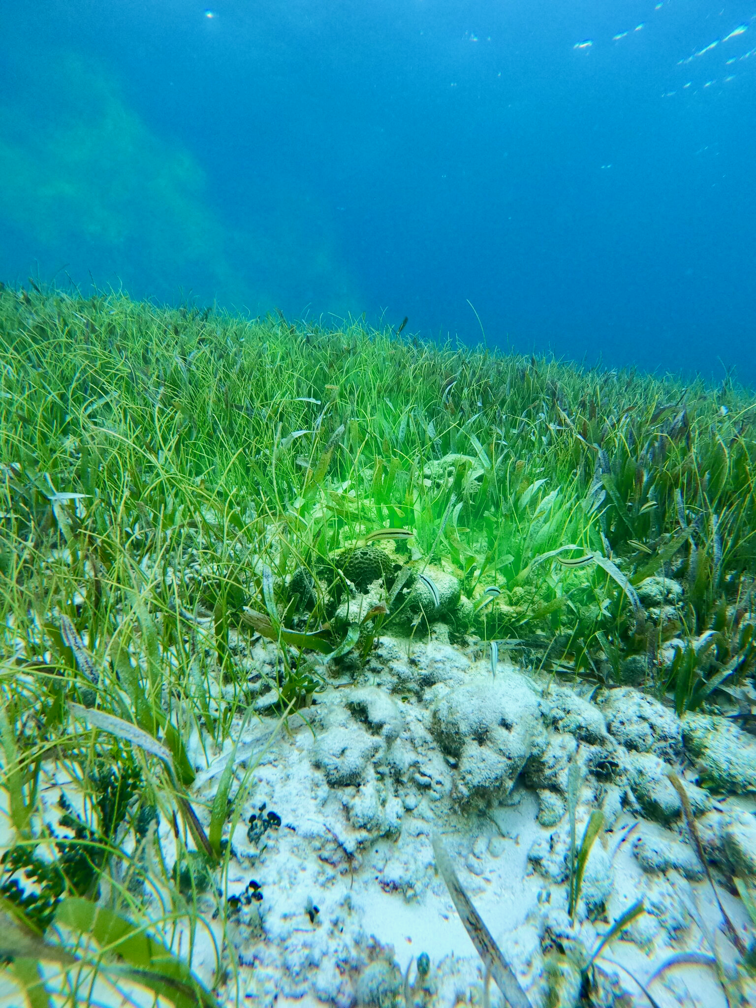 Collecting sponge samples off of Conch Reef during the summer heatwave.
