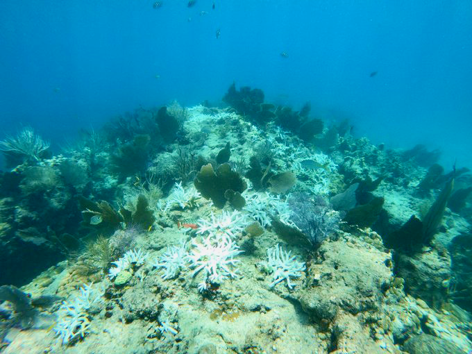 Coral bleaching at Sombrero Reef during the unprecedented heatwave in August.