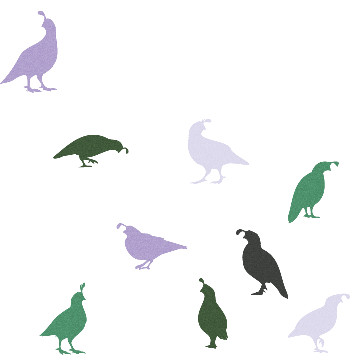 State Bird Quail Graphic in purple, green and gray