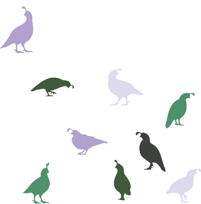 State Bird silhouetted quails in different positions in purple, green and gray colors