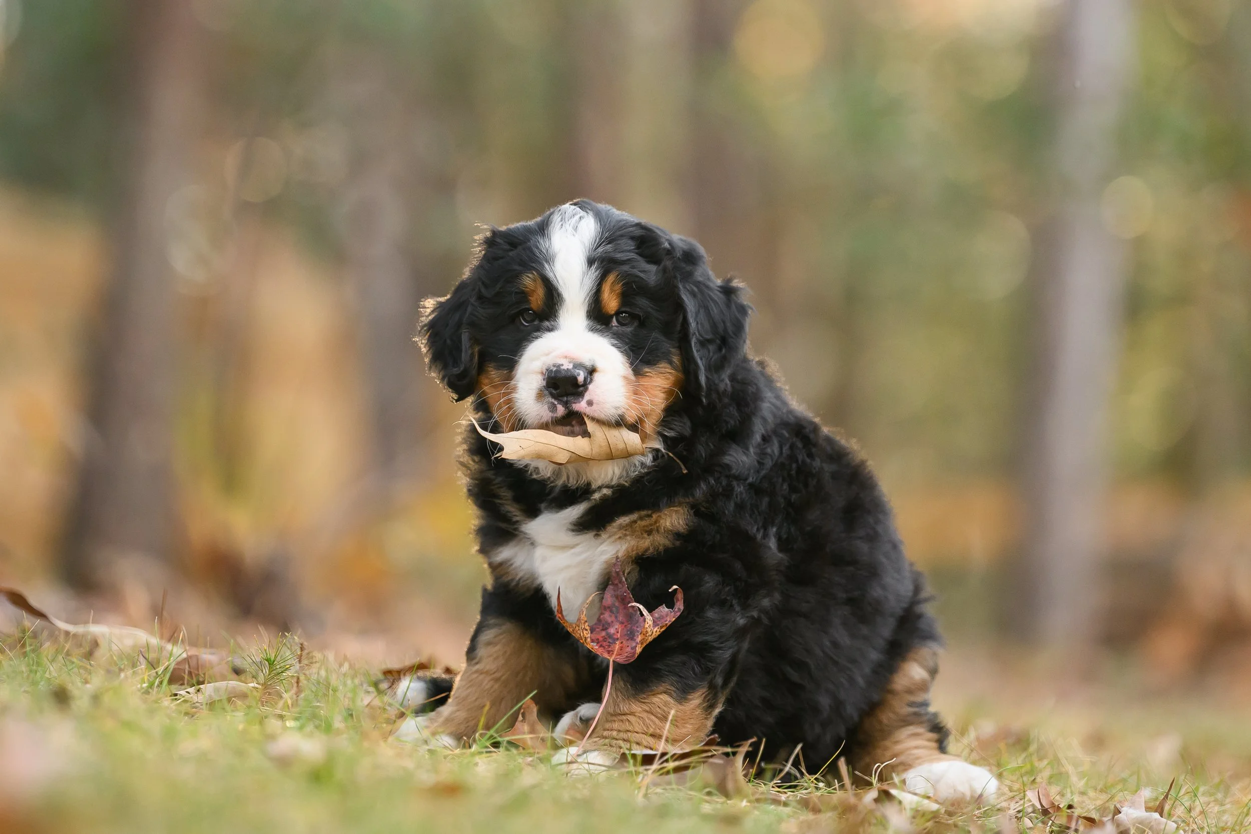 PRINT up to 8x10-2.jpg