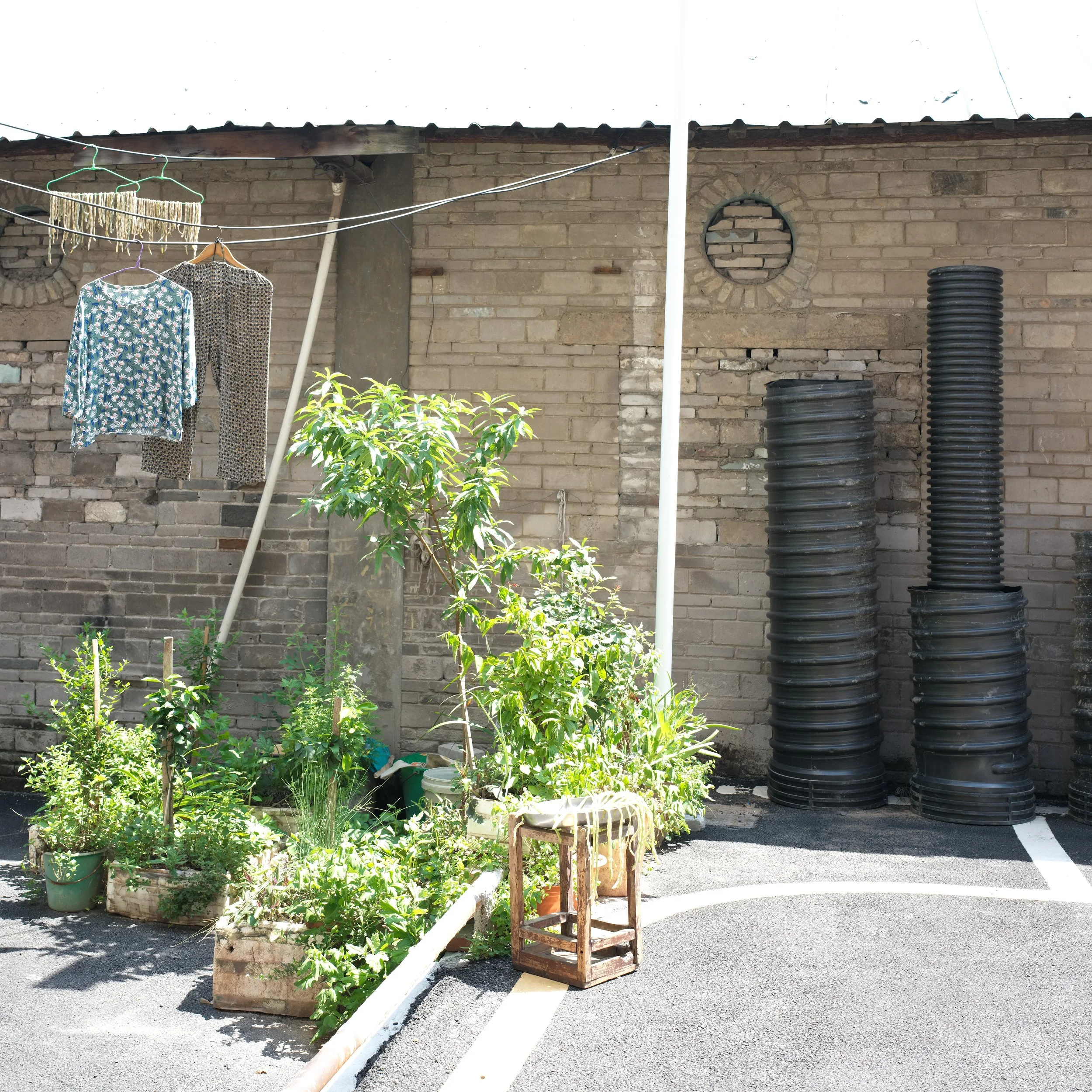 衣服植物.jpg
