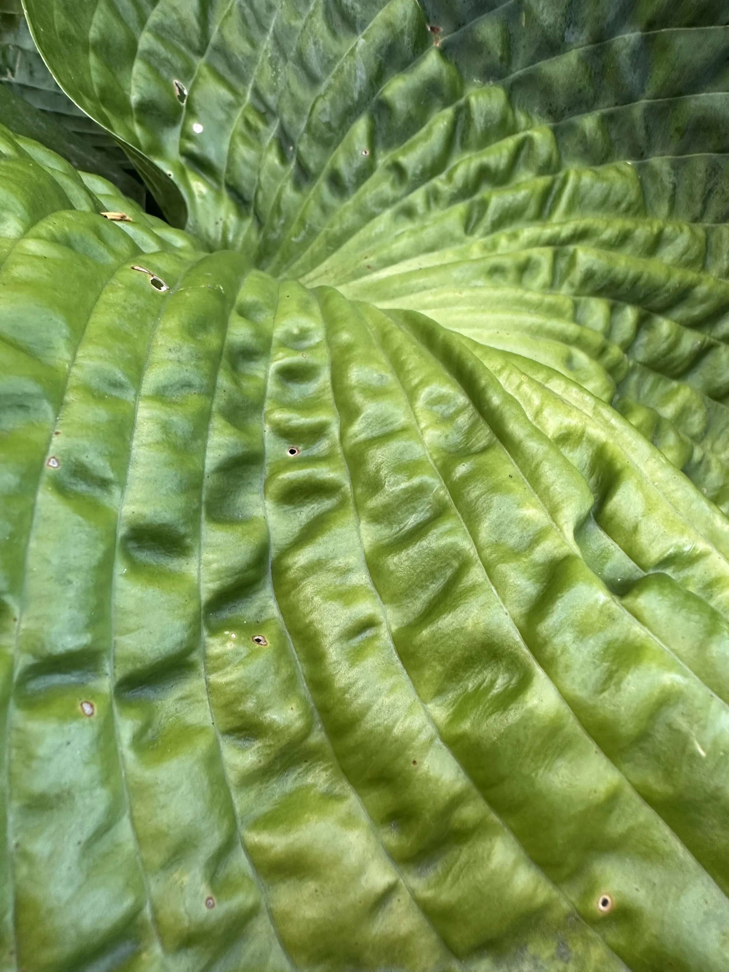 Leaf.jpg