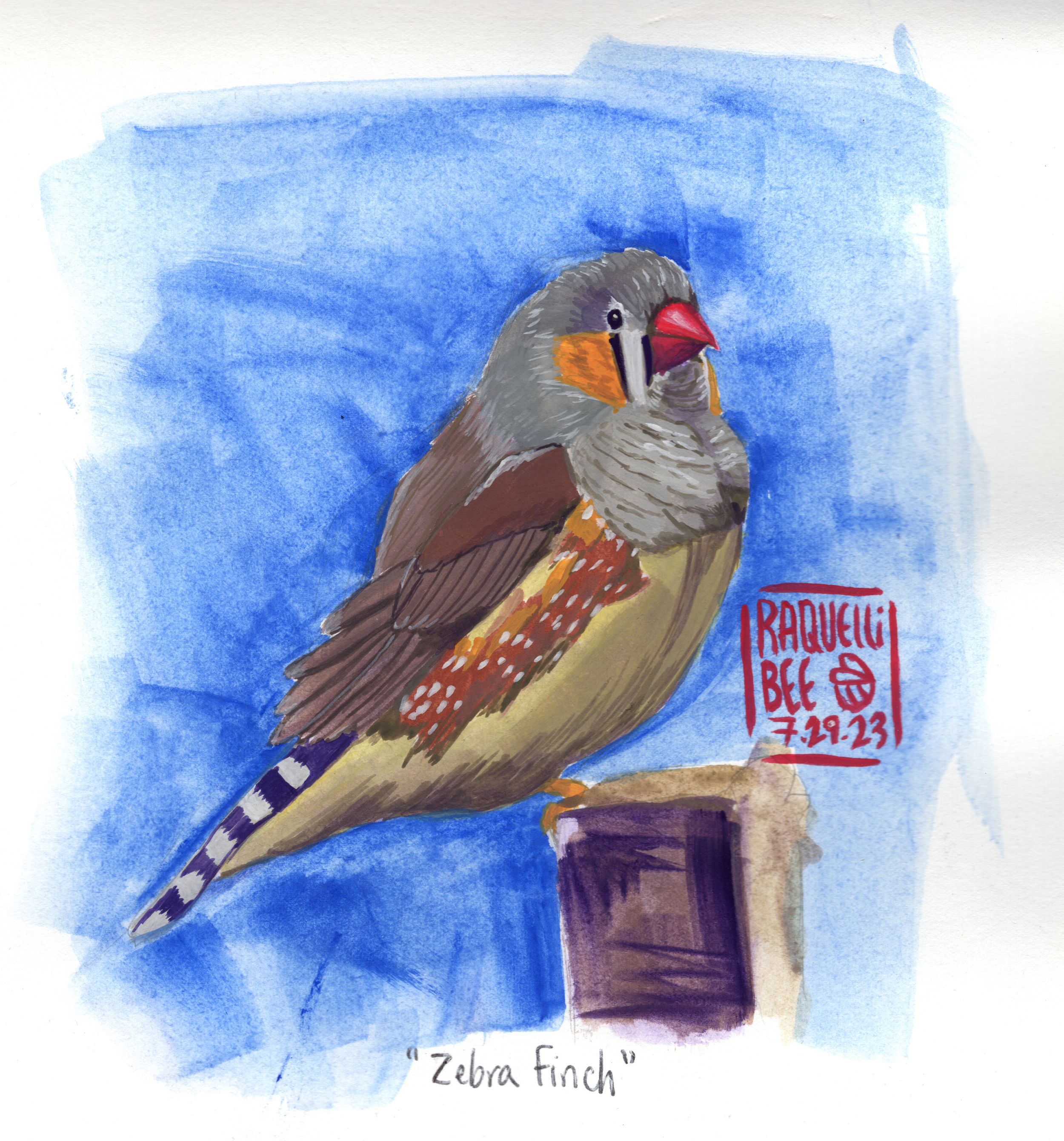 bird_zebrainch web .png