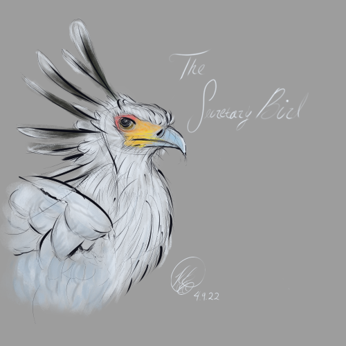 bird_Secretary Bird Portrait 4.9.22 web.png