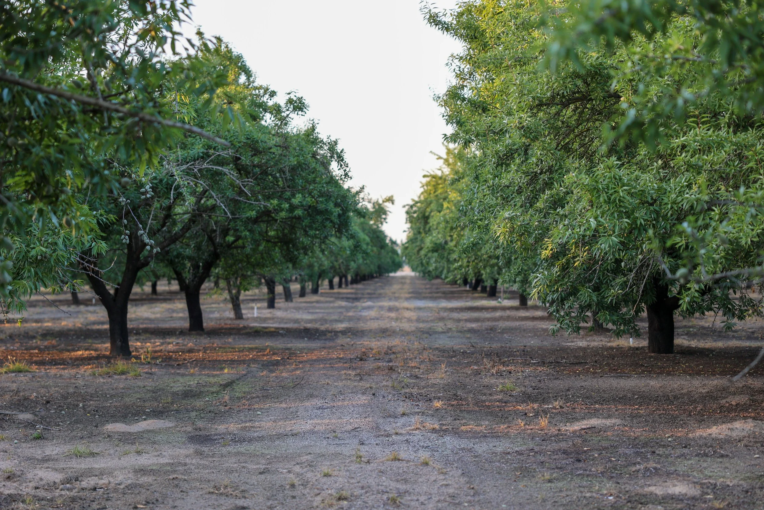 Fagundes McSwain Ranch_62.jpg