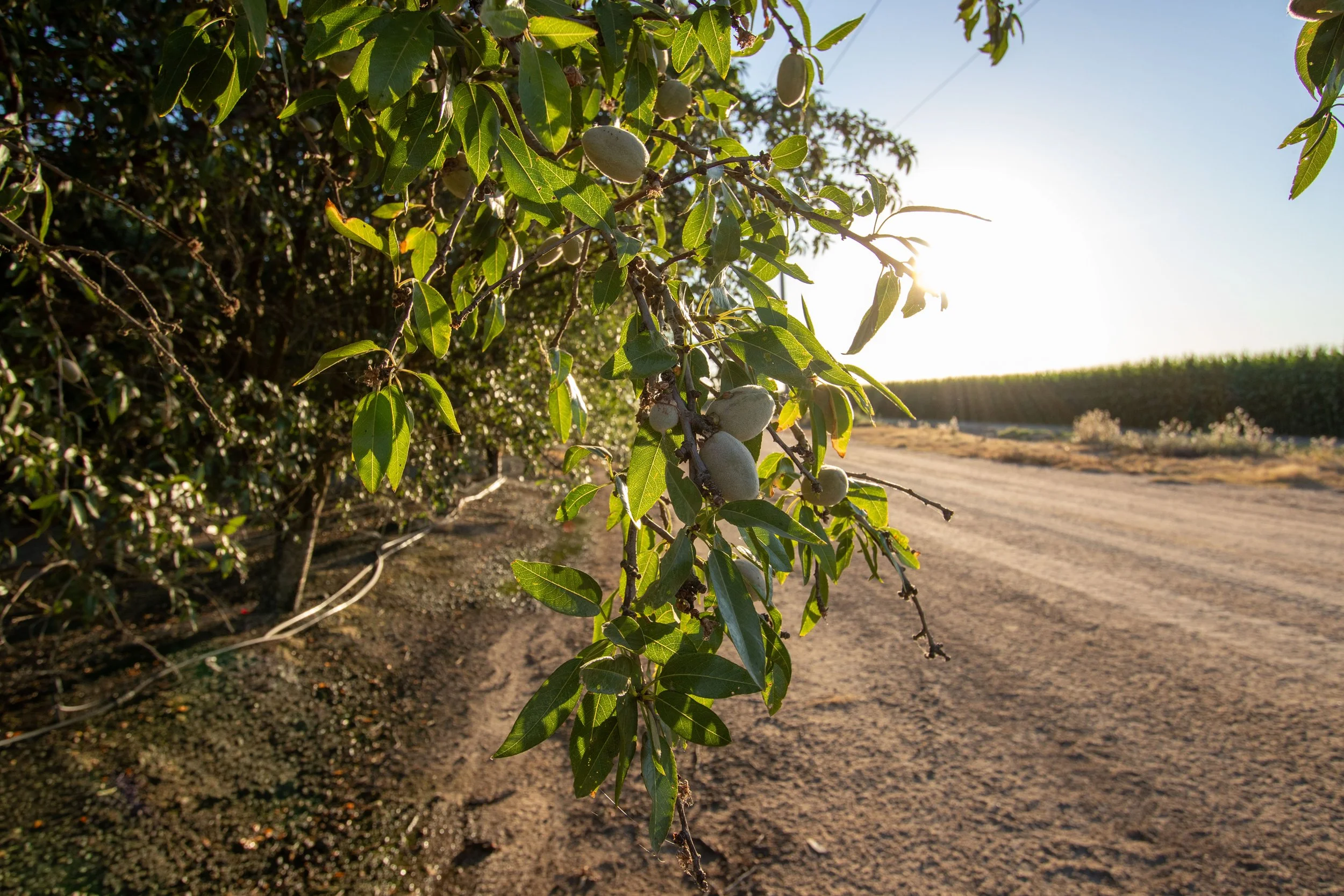Merced County Tier 1_12.jpg