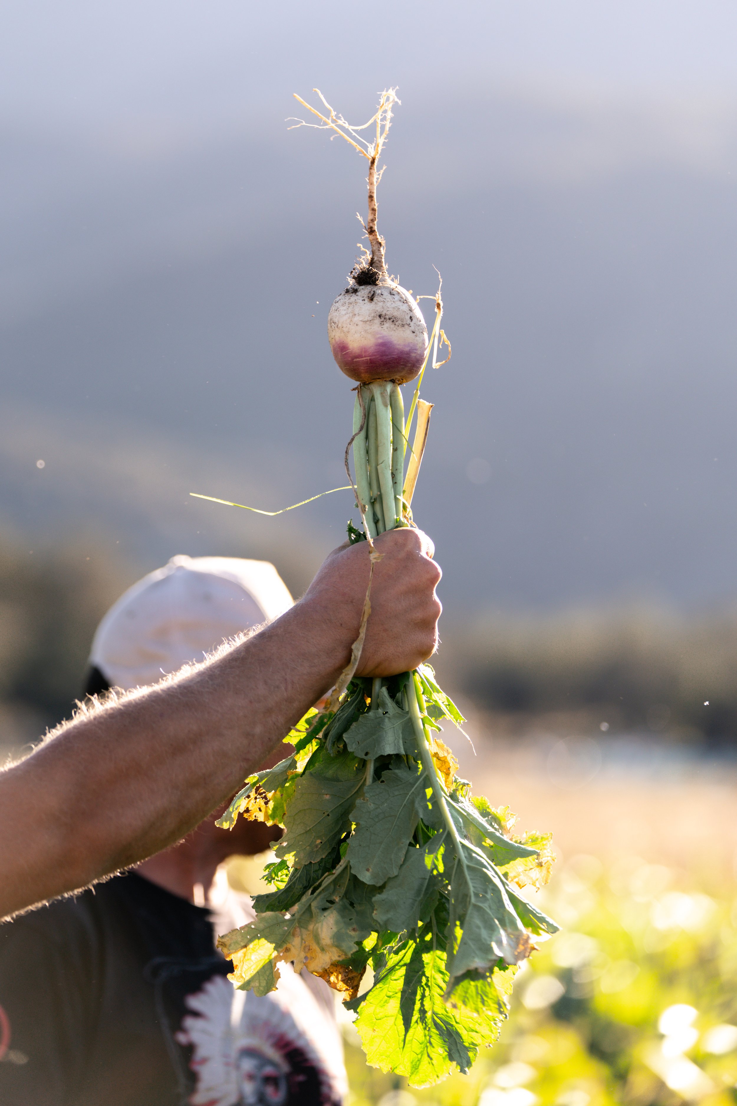 Freshly harvested turnip held in the air on a Southern California farm, representing Hearth & Harvest’s commitment to sustainability and local, regenerative agriculture.