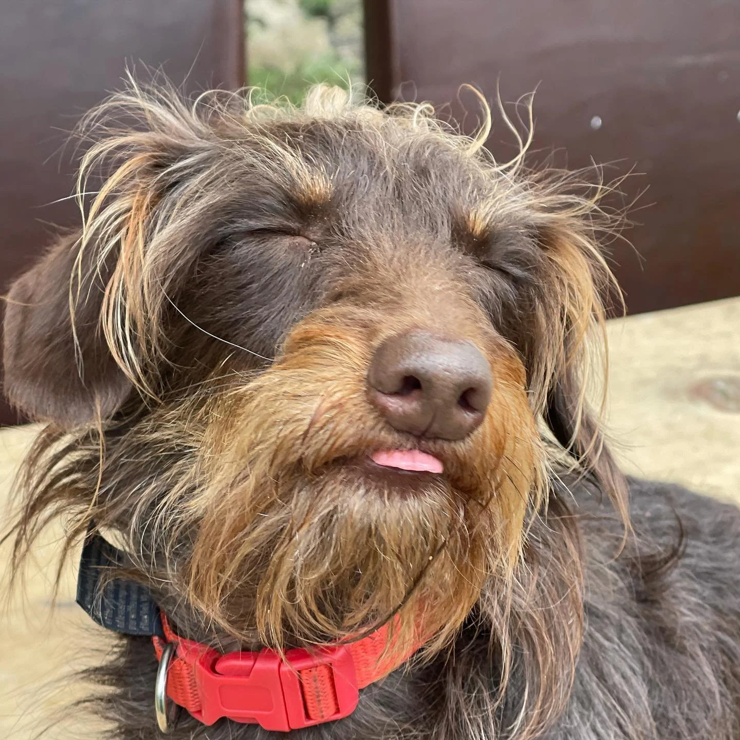 Illustration of customer dog, Roxy the poodle