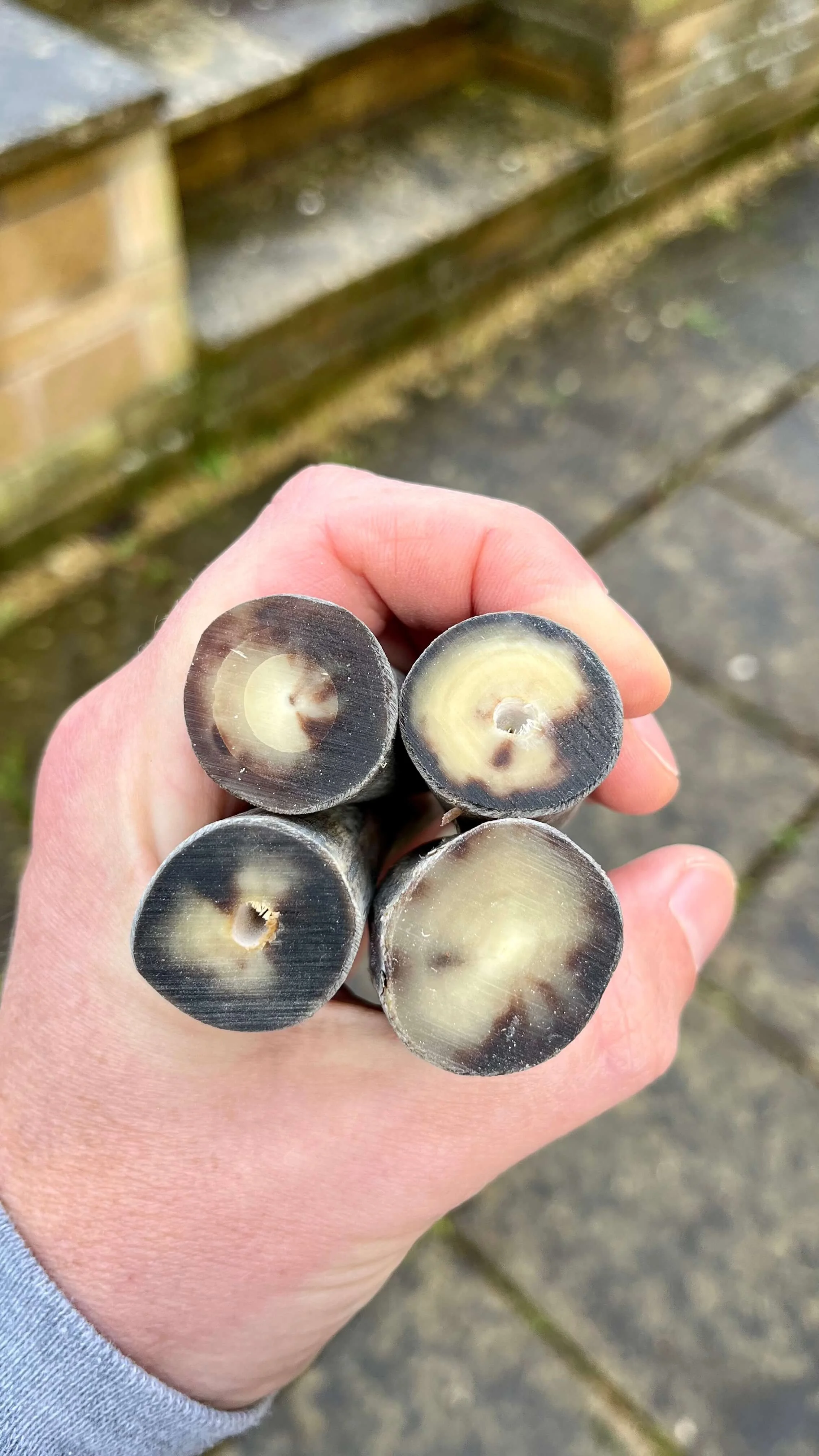 Close-up of four pale, buffalo horn nocks.
