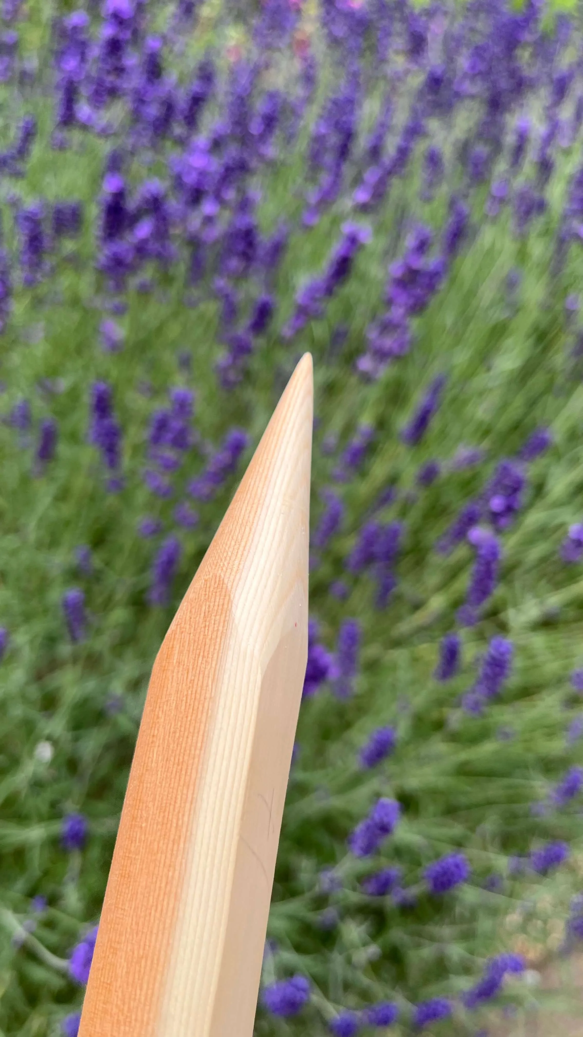 Close-up of the sapwood of a yew bow stave showing the tapered profile of one of the tips ready to fit the horn nocks.