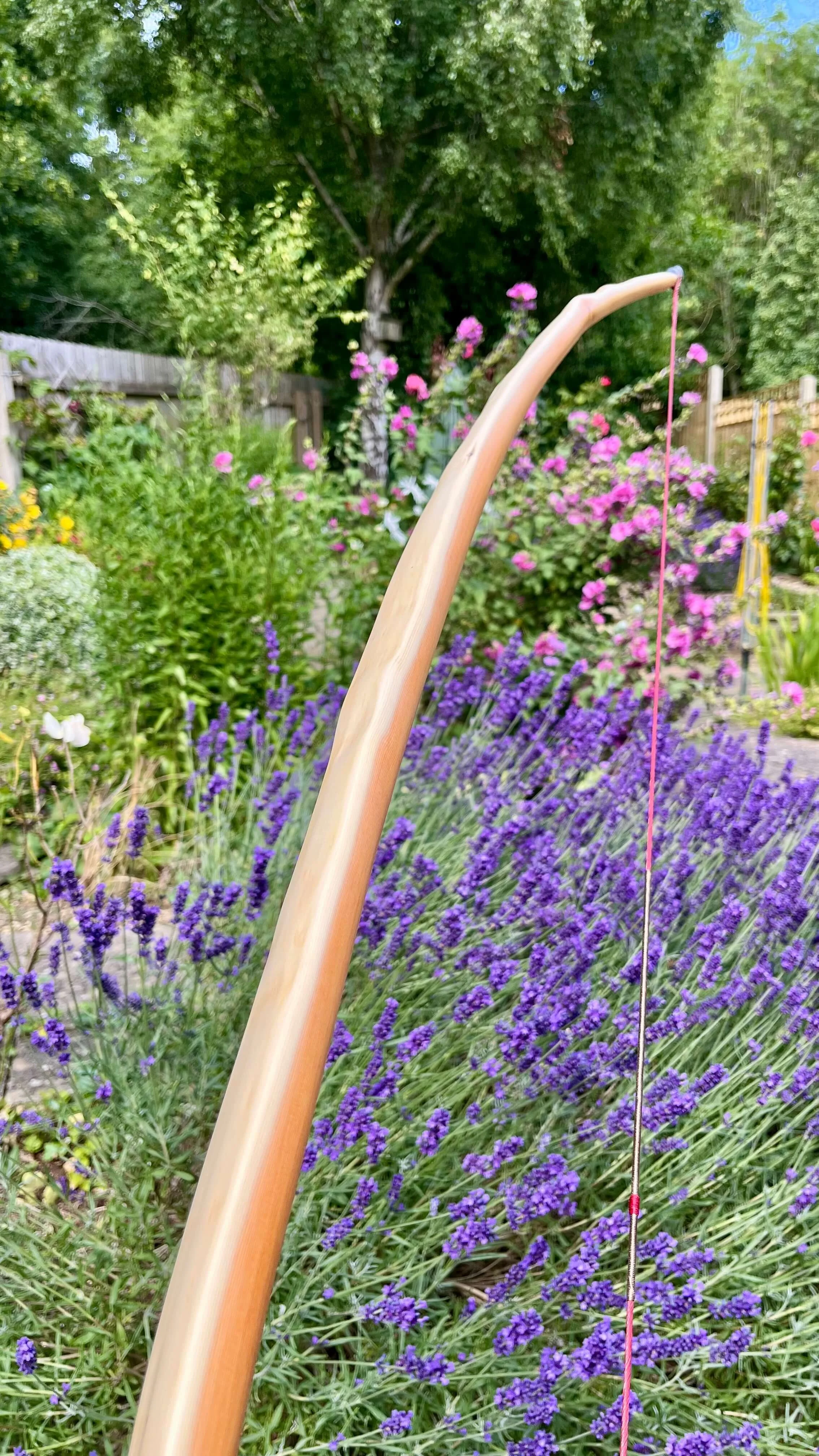 A strung English longbow showing off its arc against a lavender plant.