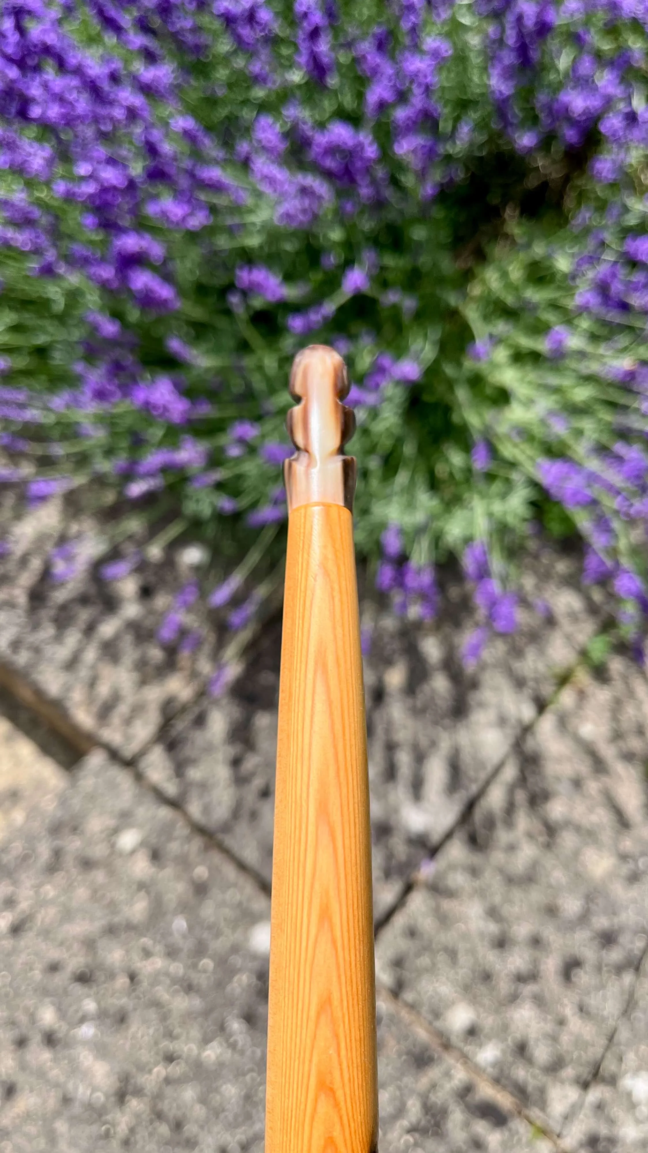 Close-up of the reverse profile of a Pacific yew English longbow with horn nock.