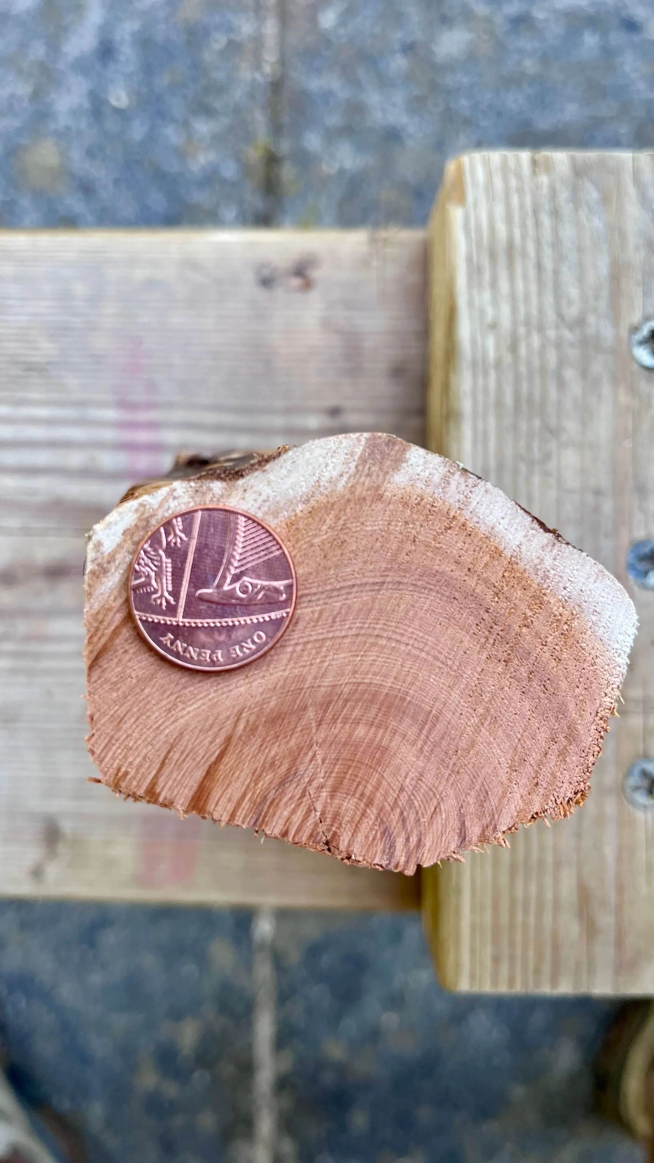 A close-up of a cross-section of a yew stave with a 1 pence coin placed on top for reference to give an indications of how tight the growth rings are.