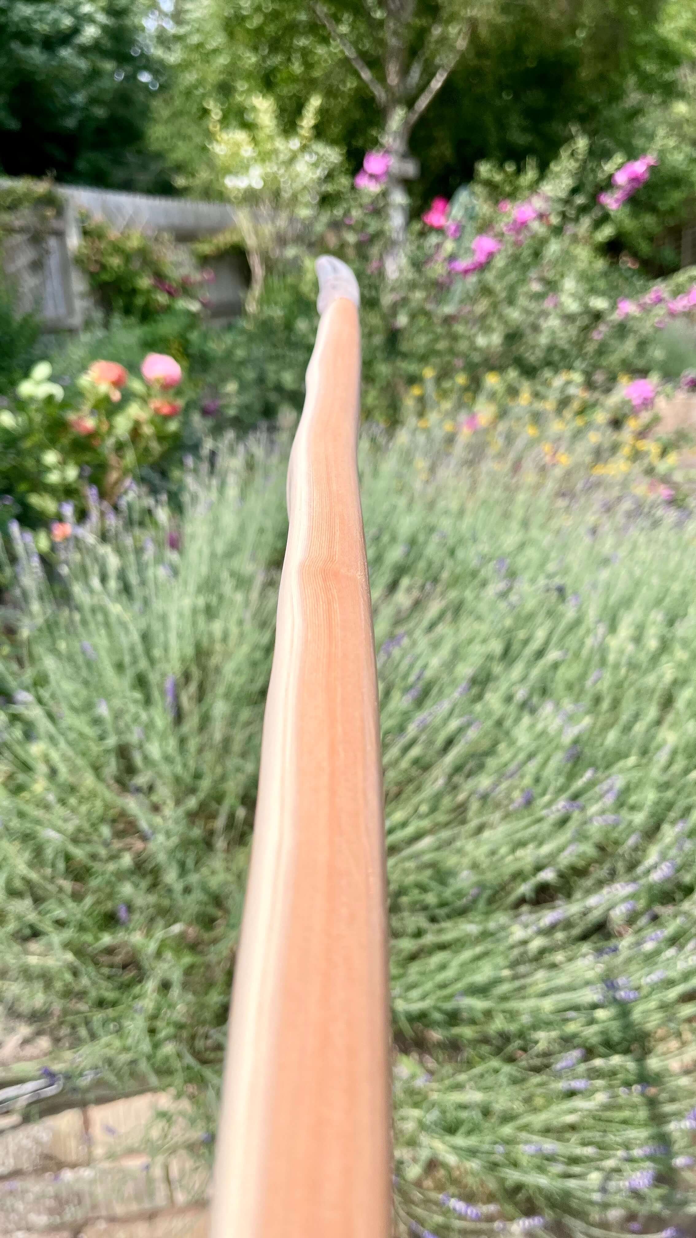 Close-up of a pacific yew English longbow showing the contrast of heart and sapwood.