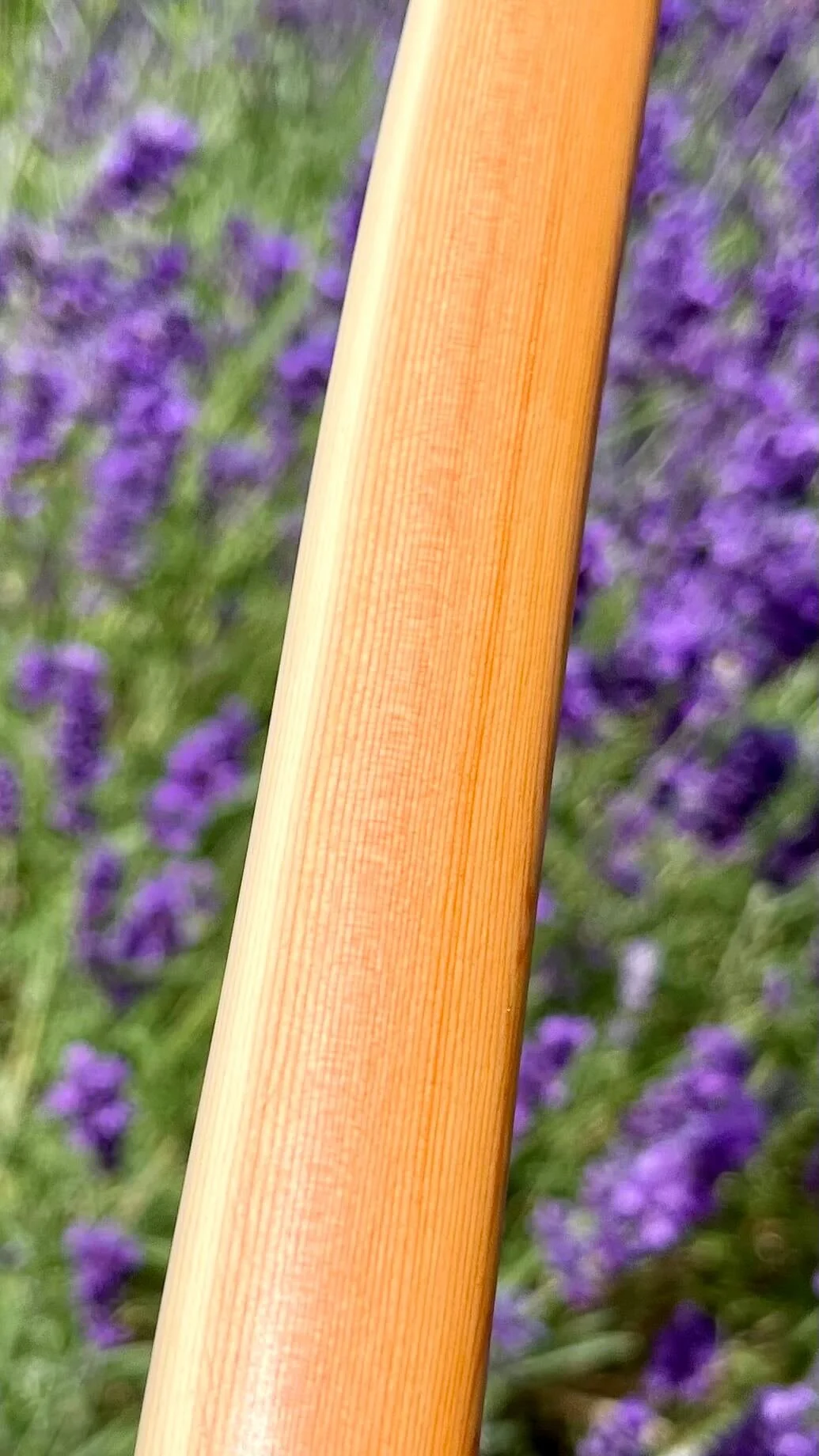 Close-up of a pacific yew English longbow showing tight growth rings.