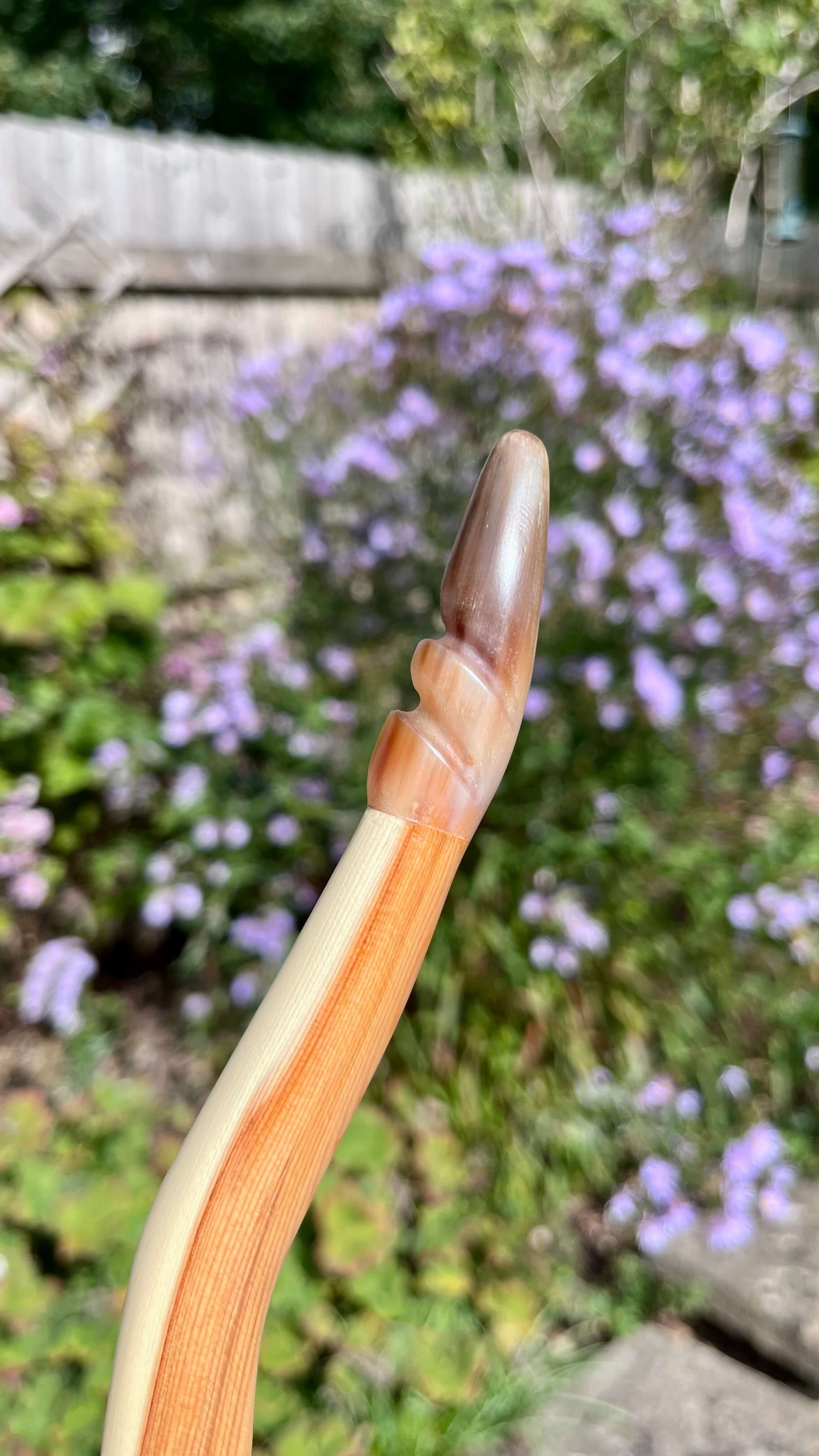Close-up of the side profile of a Pacific yew English longbow with horn nock.
