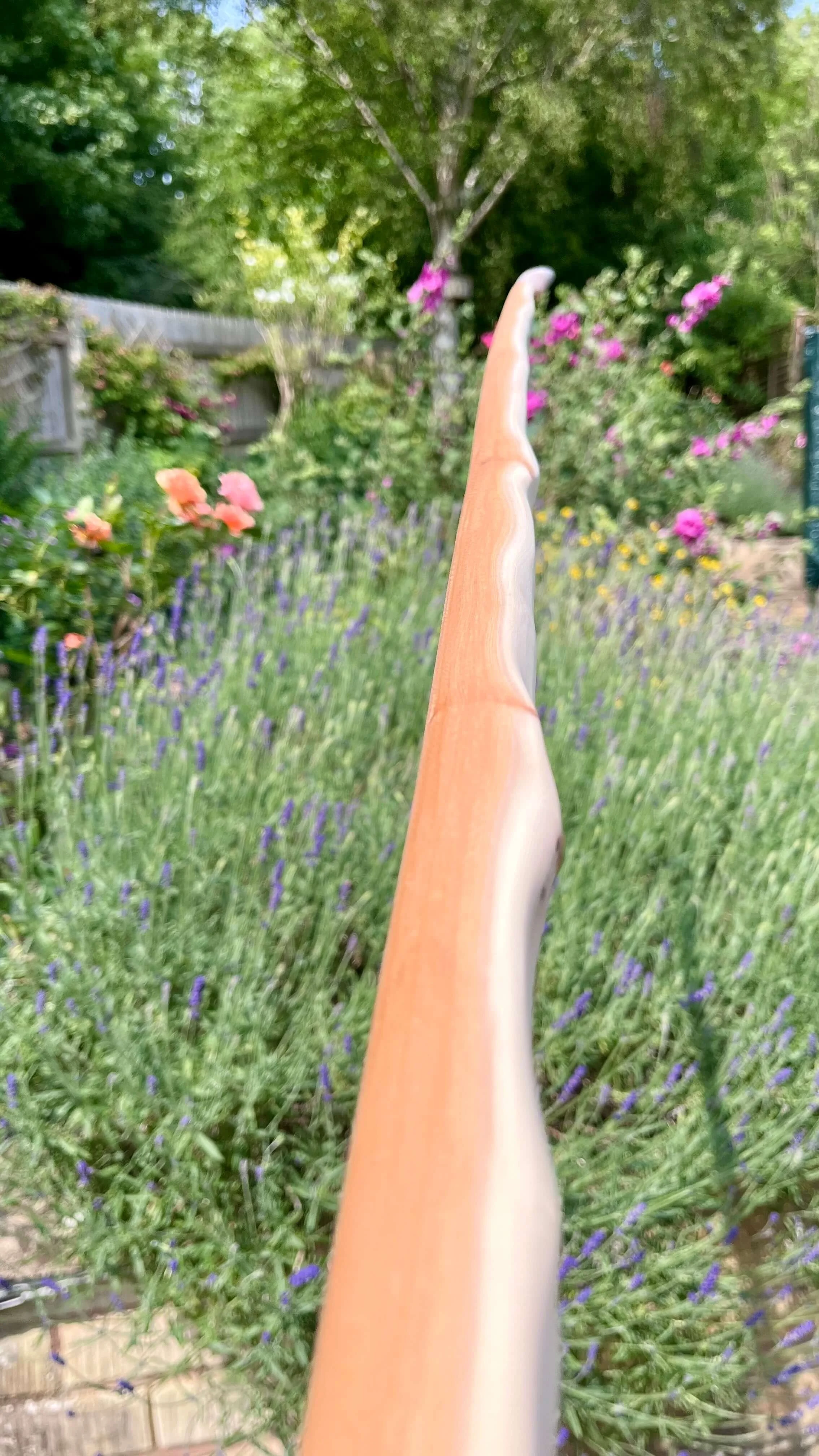 Close-up of a pacific yew English longbow showing the contrast of heart and sapwood.