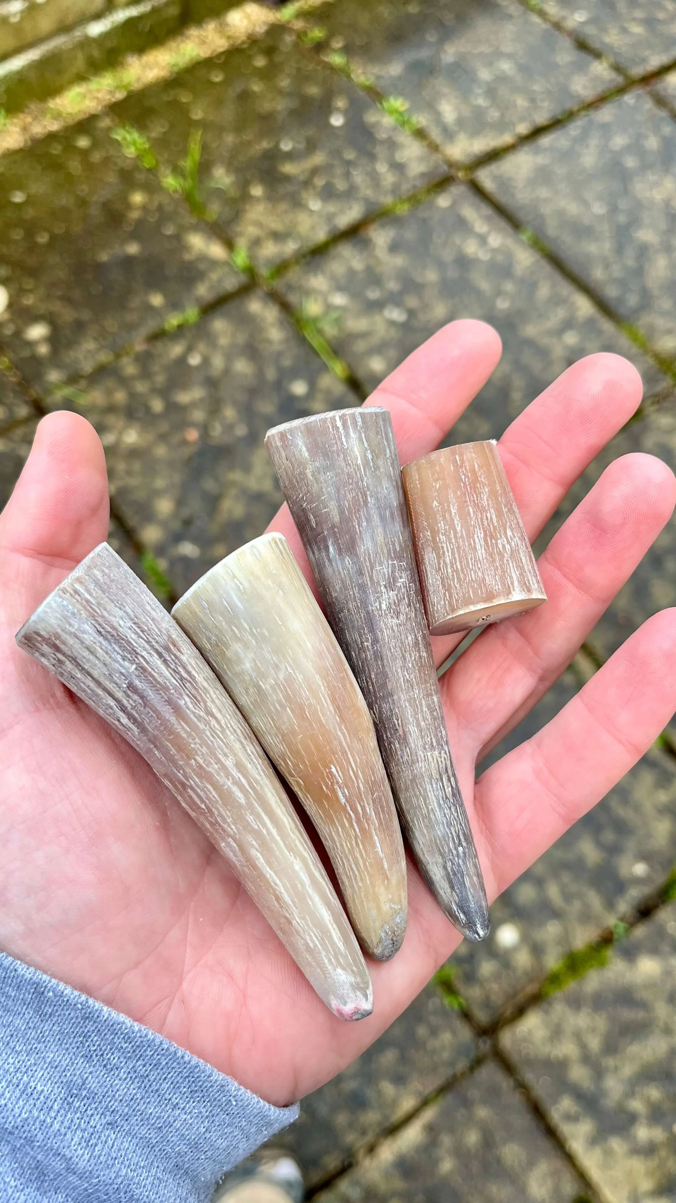 Close-up of four pale, buffalo horn nocks.