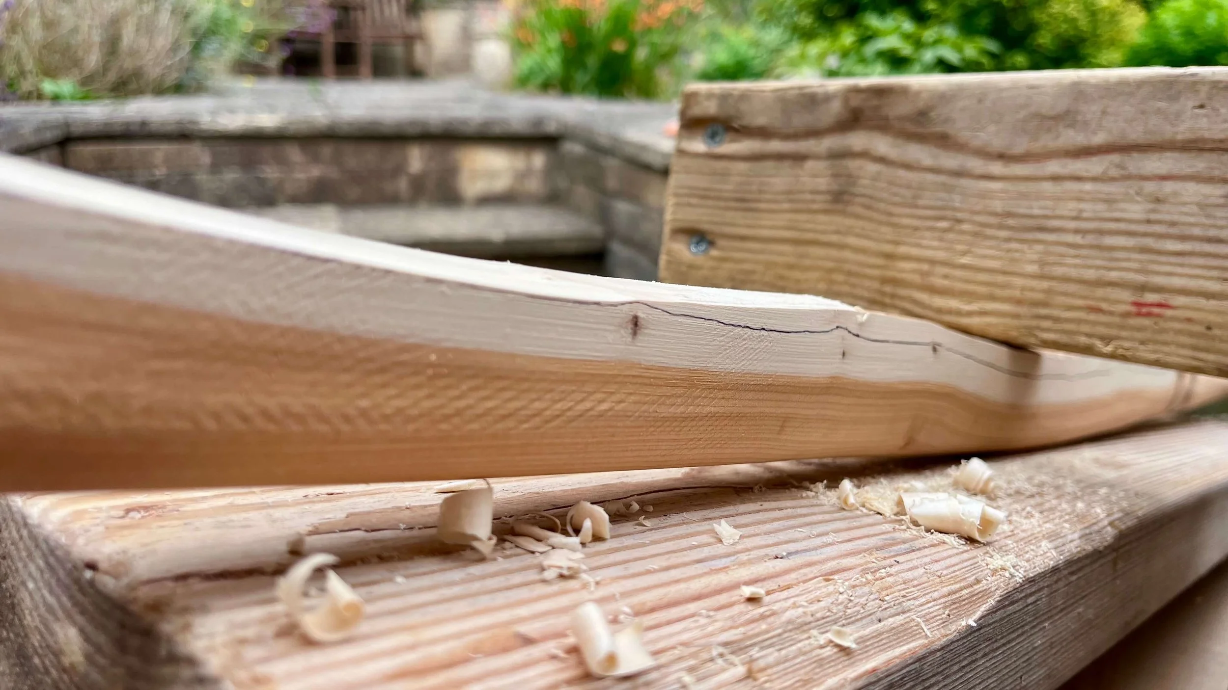 A Pacific yew bow stave clamped in a shave horse showing the contrast between heartwood and sapwood.