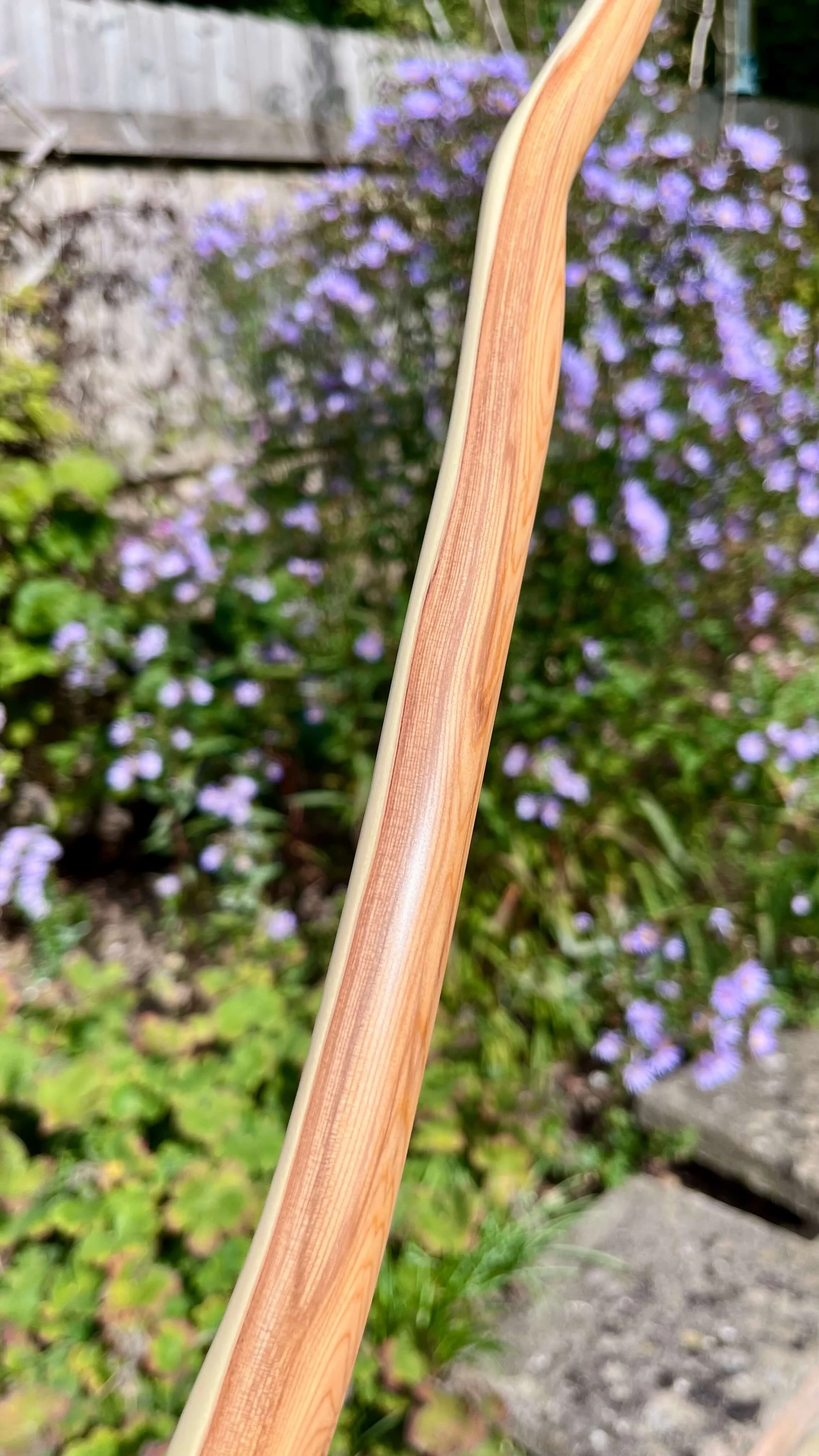 Close-up of a pacific yew English longbow showing the contrast of heart and sapwood.