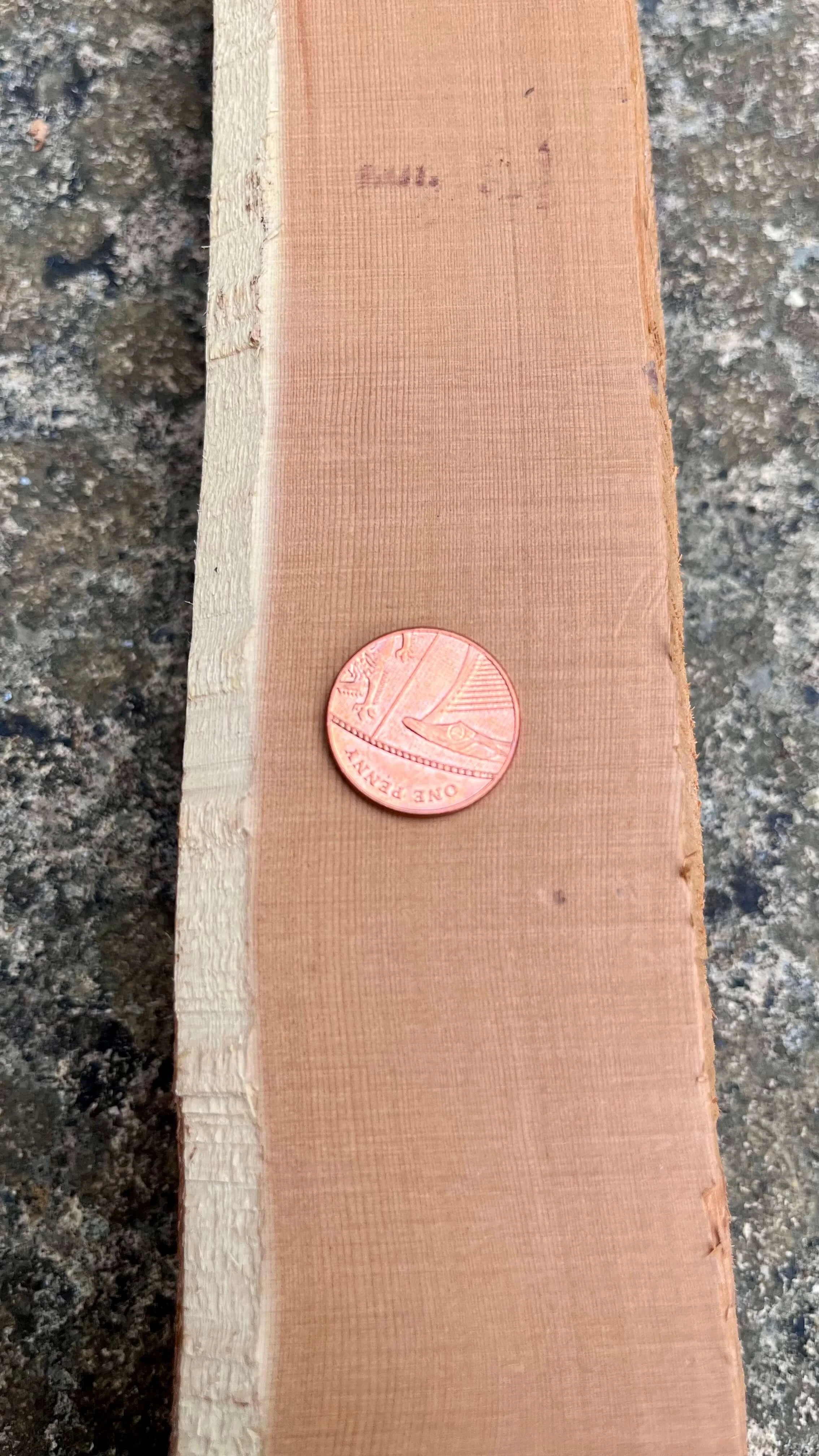 A close-up of a length-section of a yew stave with a 1 pence coin placed on top for reference to give an indications of how tight the growth rings are.