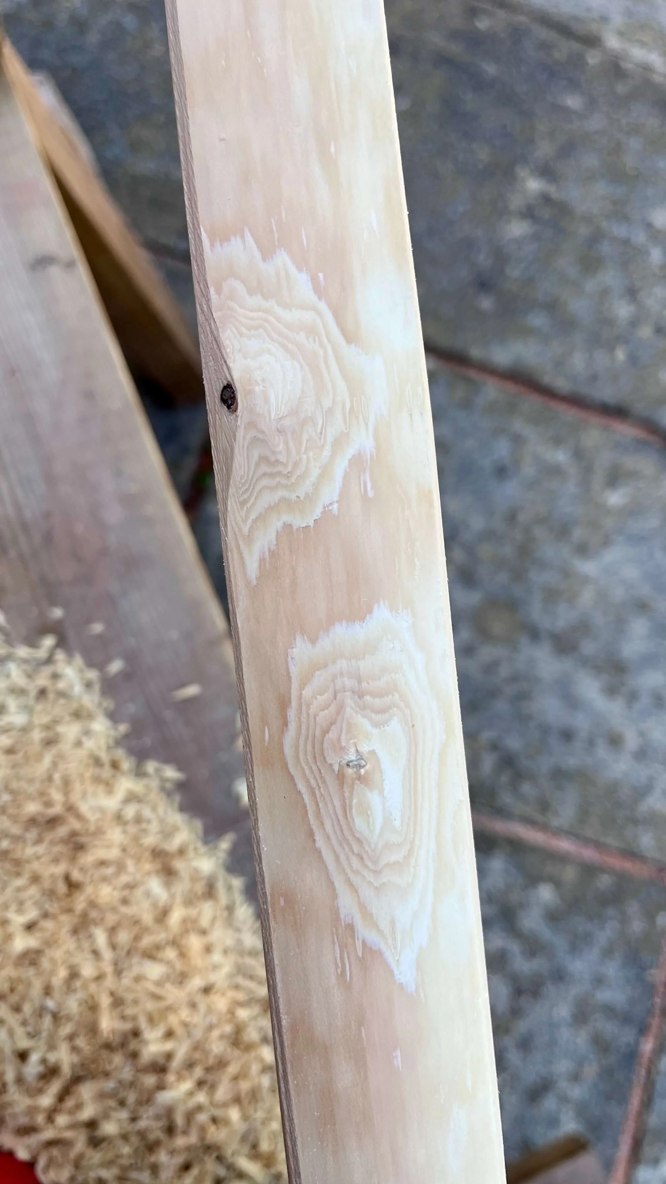 Close-up of the sapwood of a yew bow stave showing a chased growth ring.