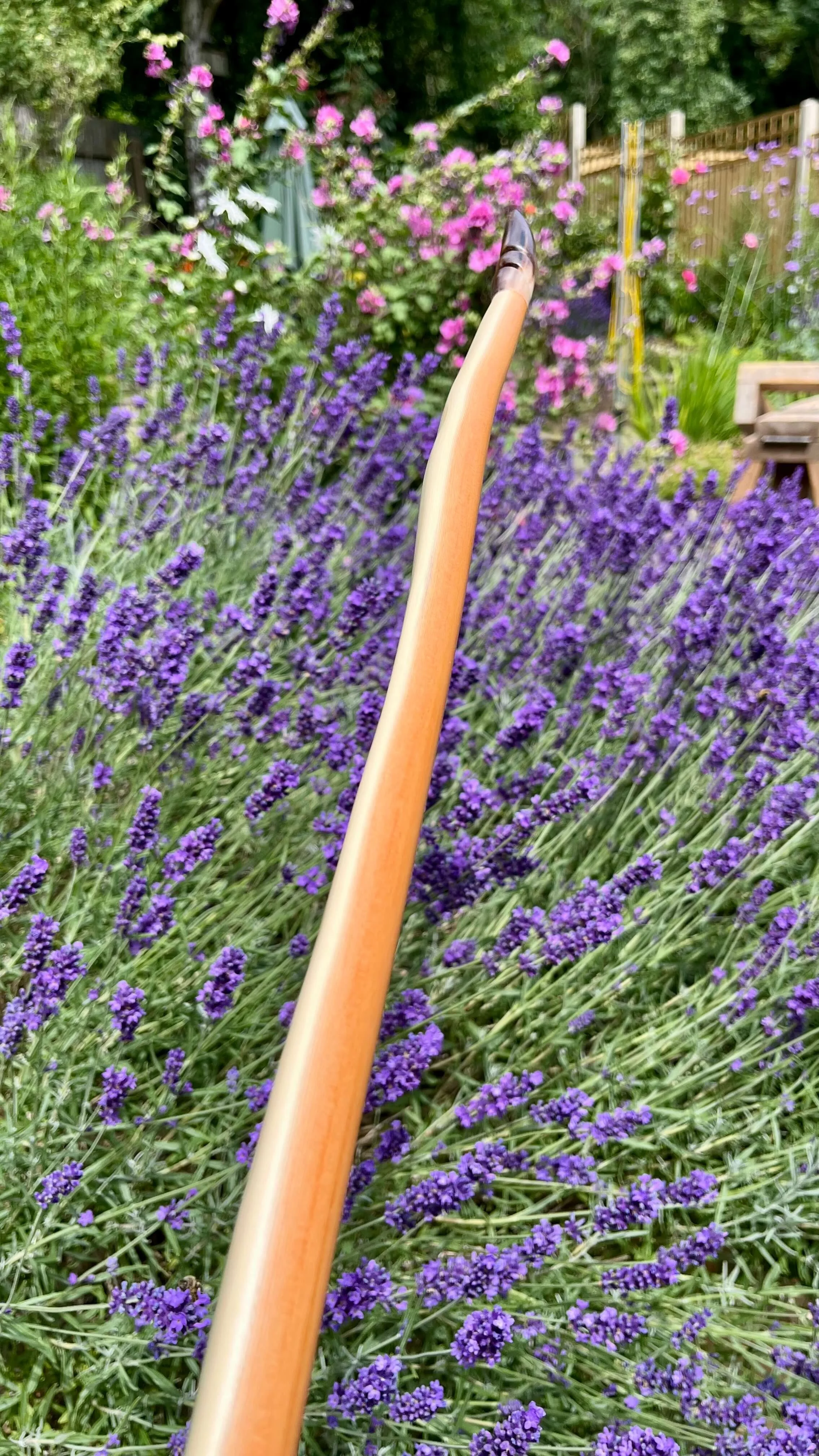 Close-up of a pacific yew English longbow showing the contrast of heart and sapwood.