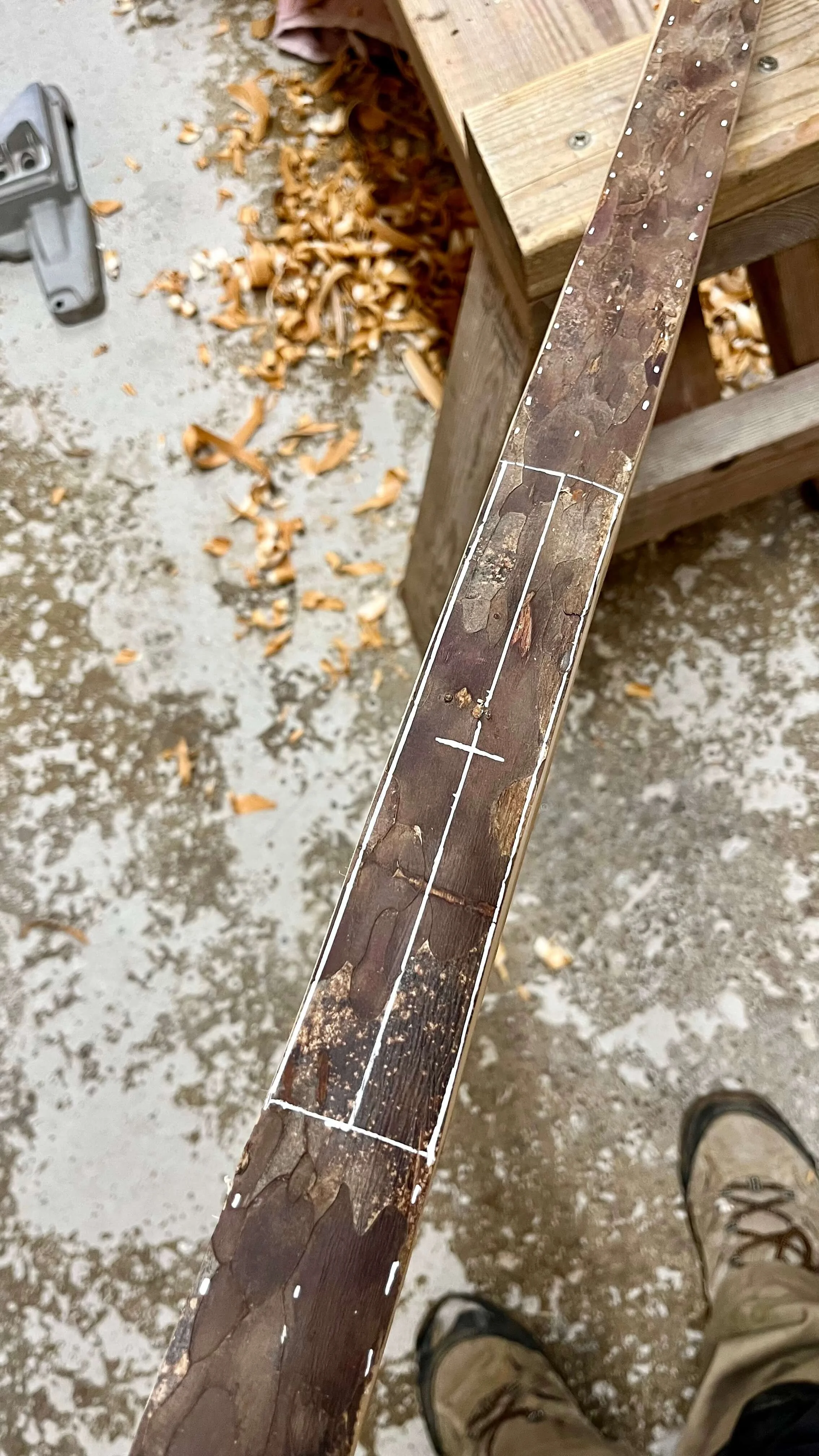 A Pacific yew bow stave with markings, seen from above, standing in a workshop with shavings and sawdust scattered on the floor.