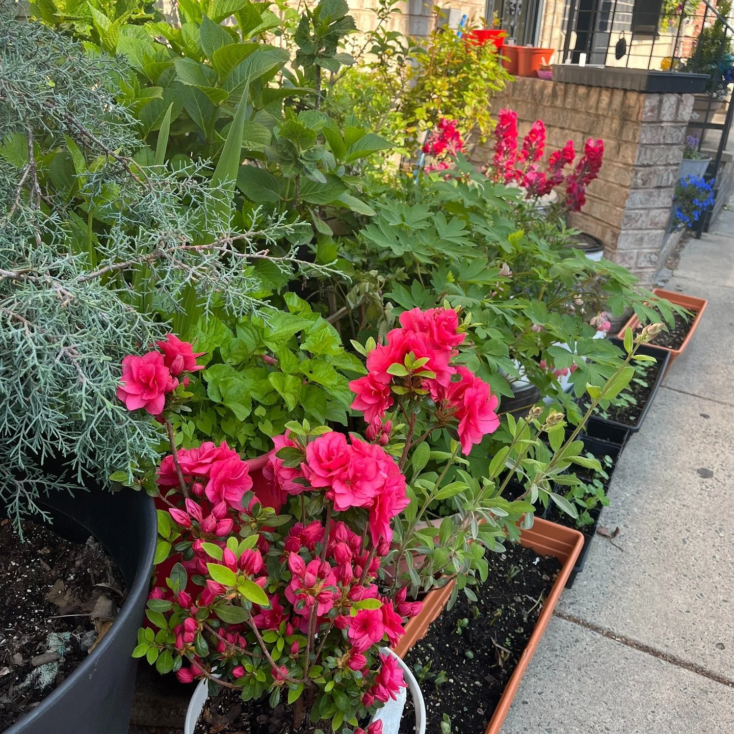 The nearing 🌕 Full 🪱 Worm Moon has got me thinking about warming earth (just ignore all the ice and snow, ok?) and nudging my sidewalk garden back into life... where are my other Philly #stoopgardeners at? Anyone up for a #plantswap? 

#planttherap