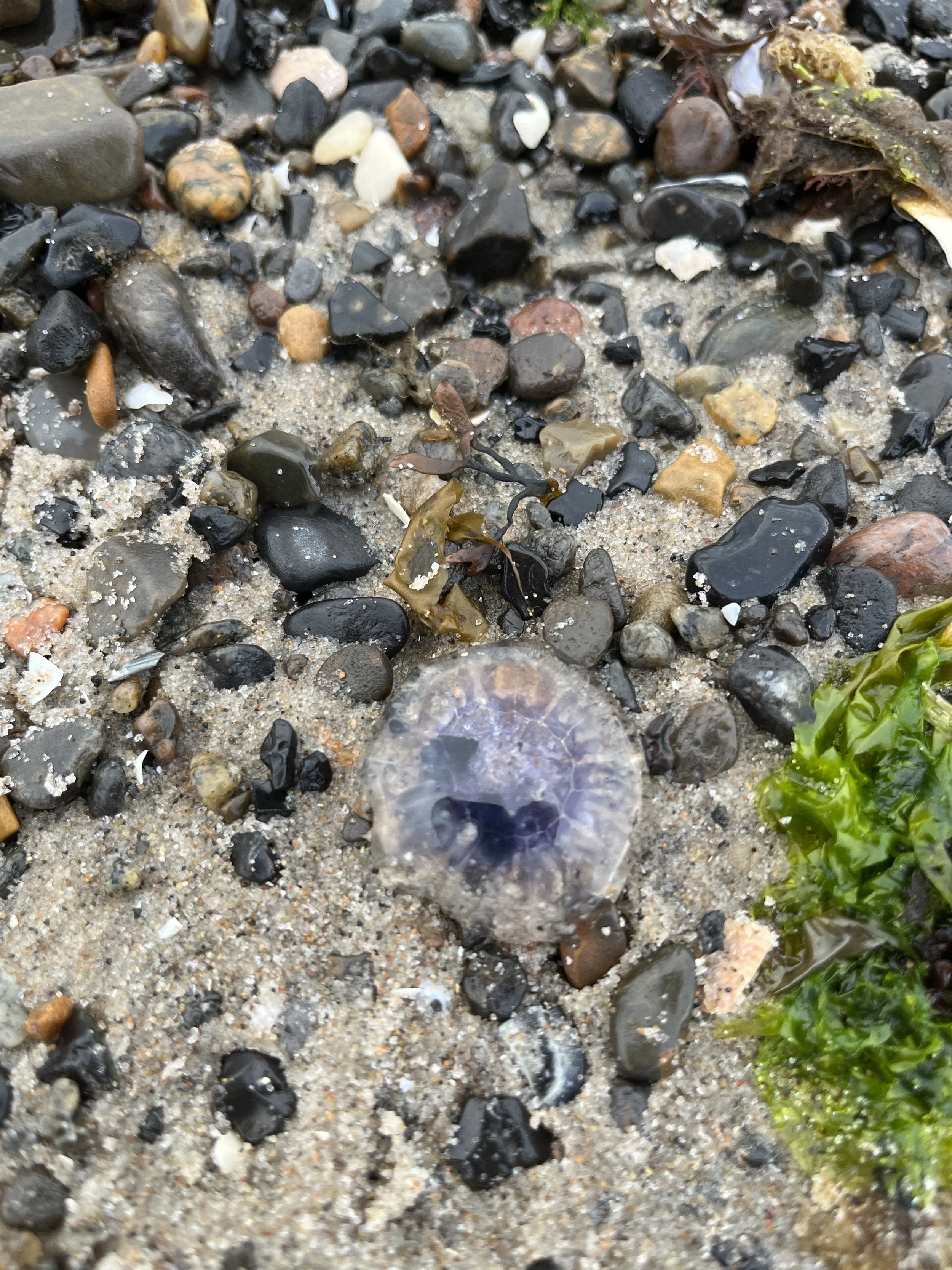 A translucent jellyfish on a sandy beach with small rocks and seaweed.