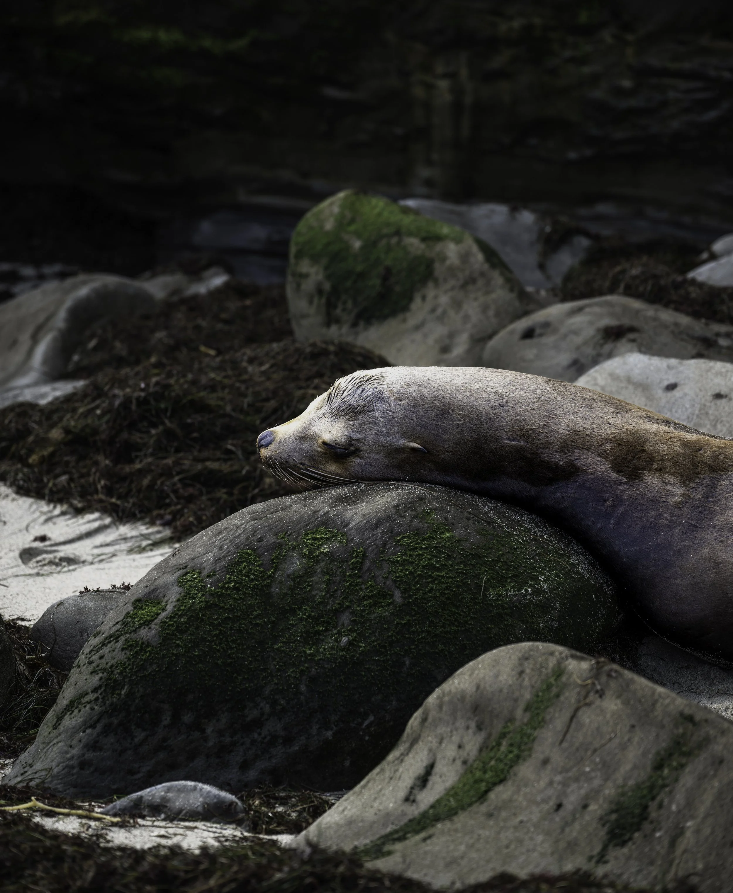 SleepingSeal.jpg