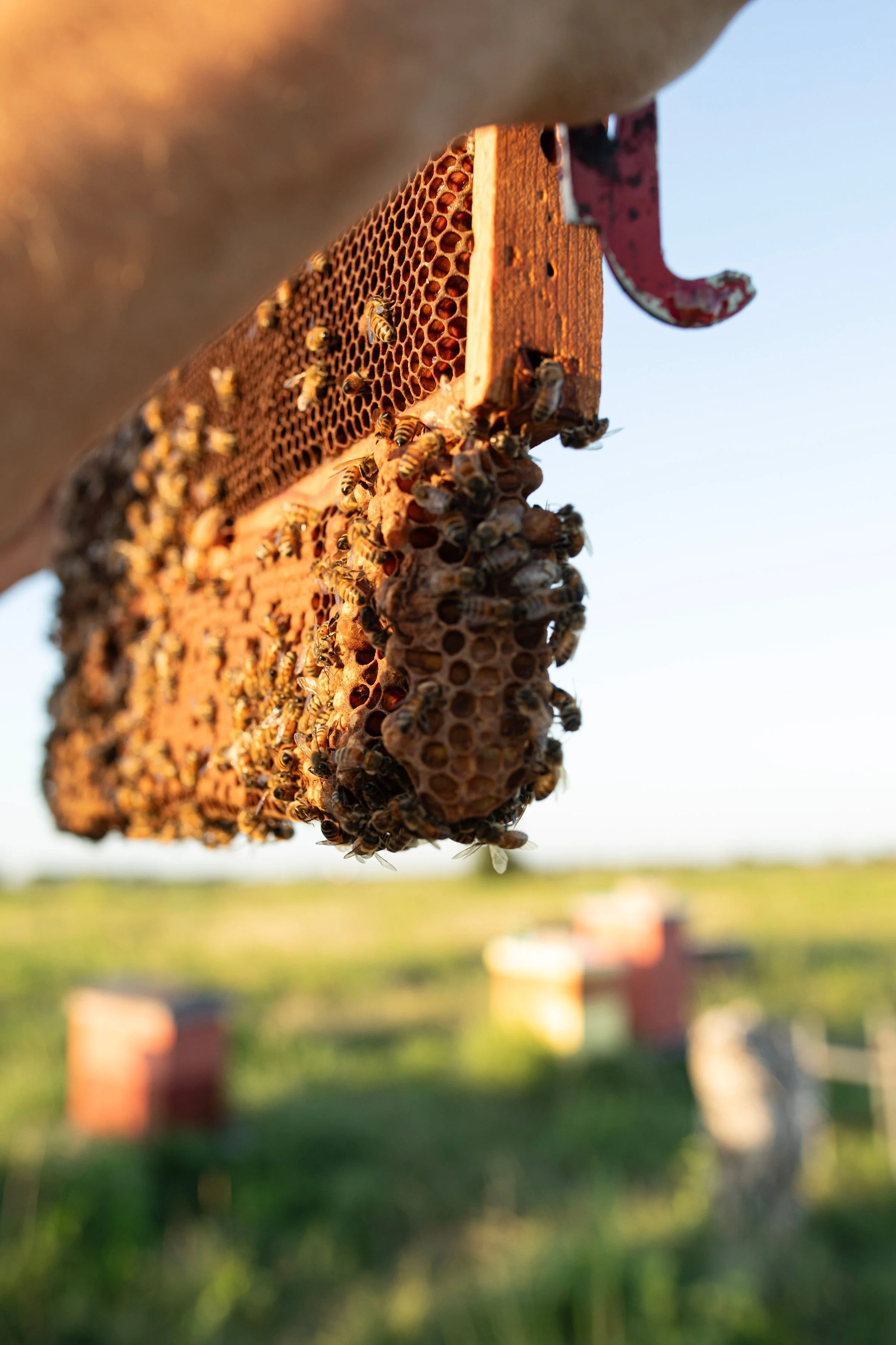 The History of Natural Beekeeping in Central Texas and Why It’s Making a Comeback