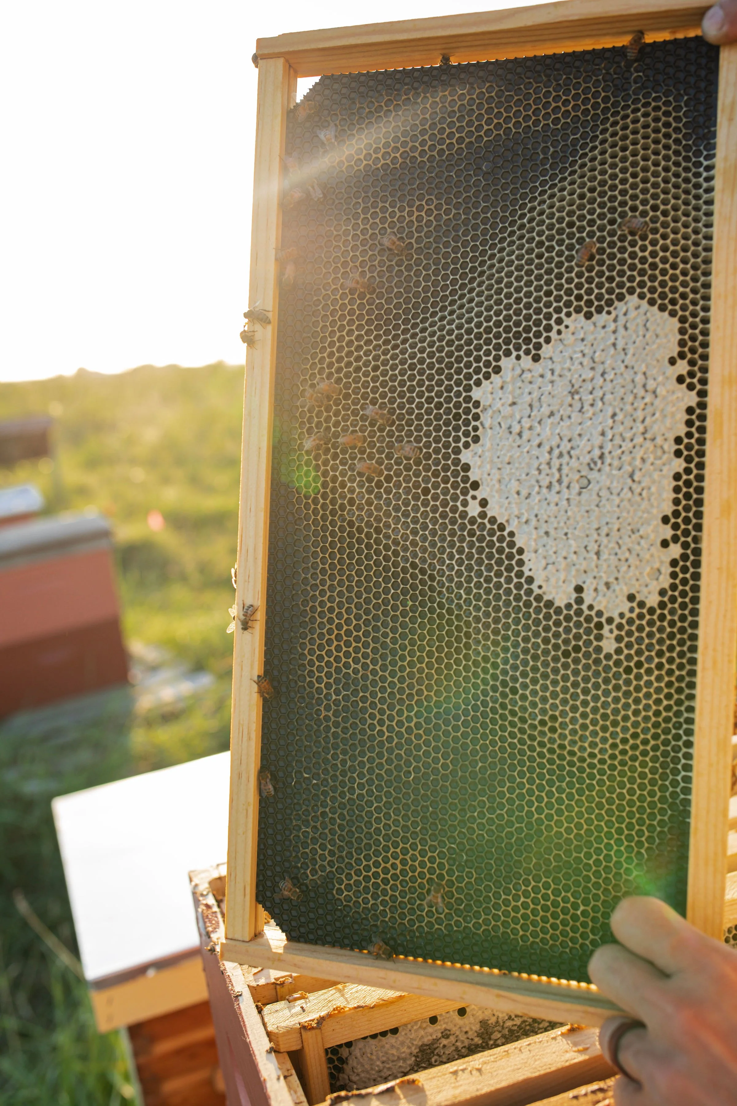 Bee Removal in Temple Texas, What to Expect