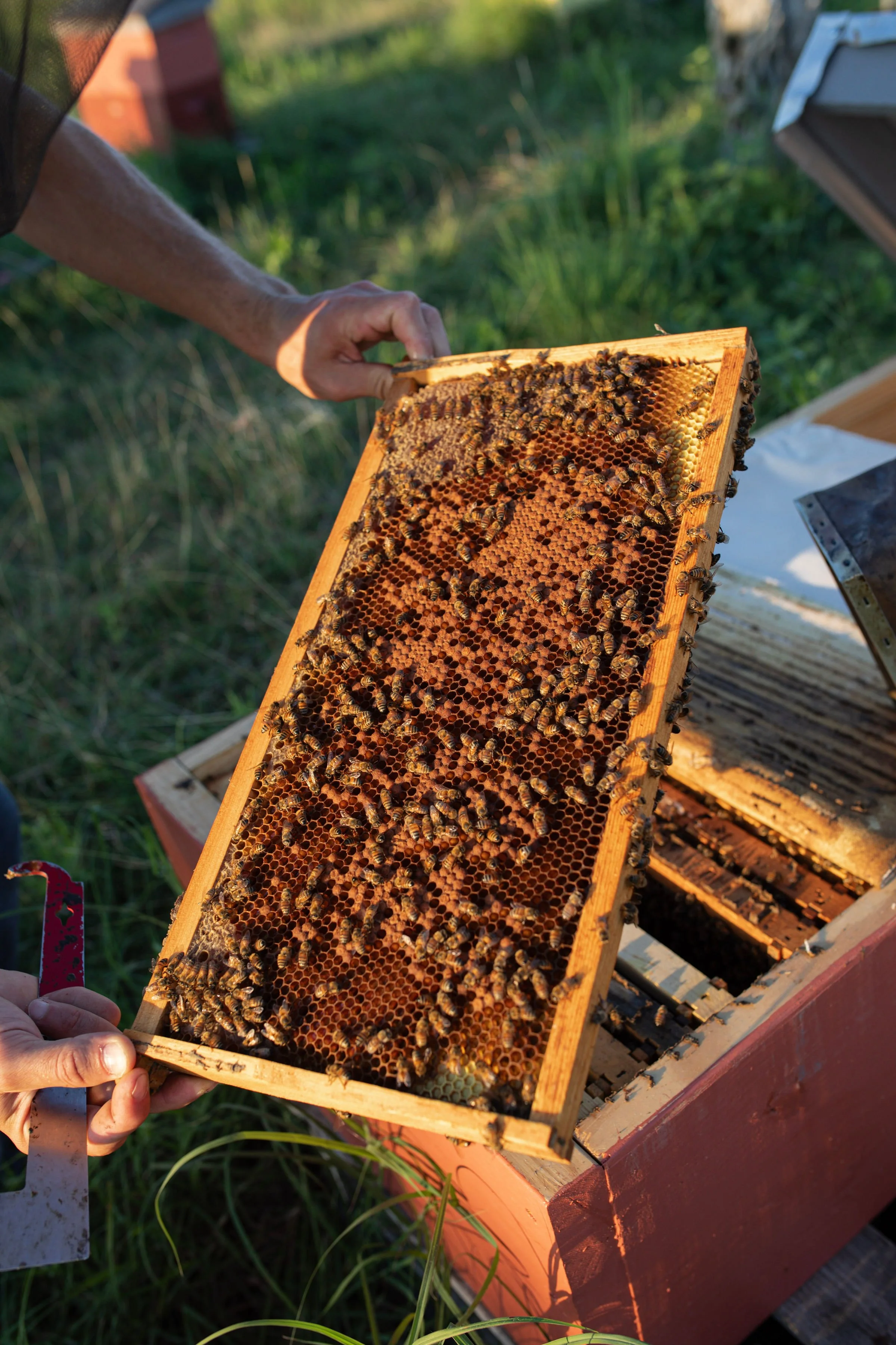 How Natural Beekeeping Differs from Conventional Beekeeping in Central Texas