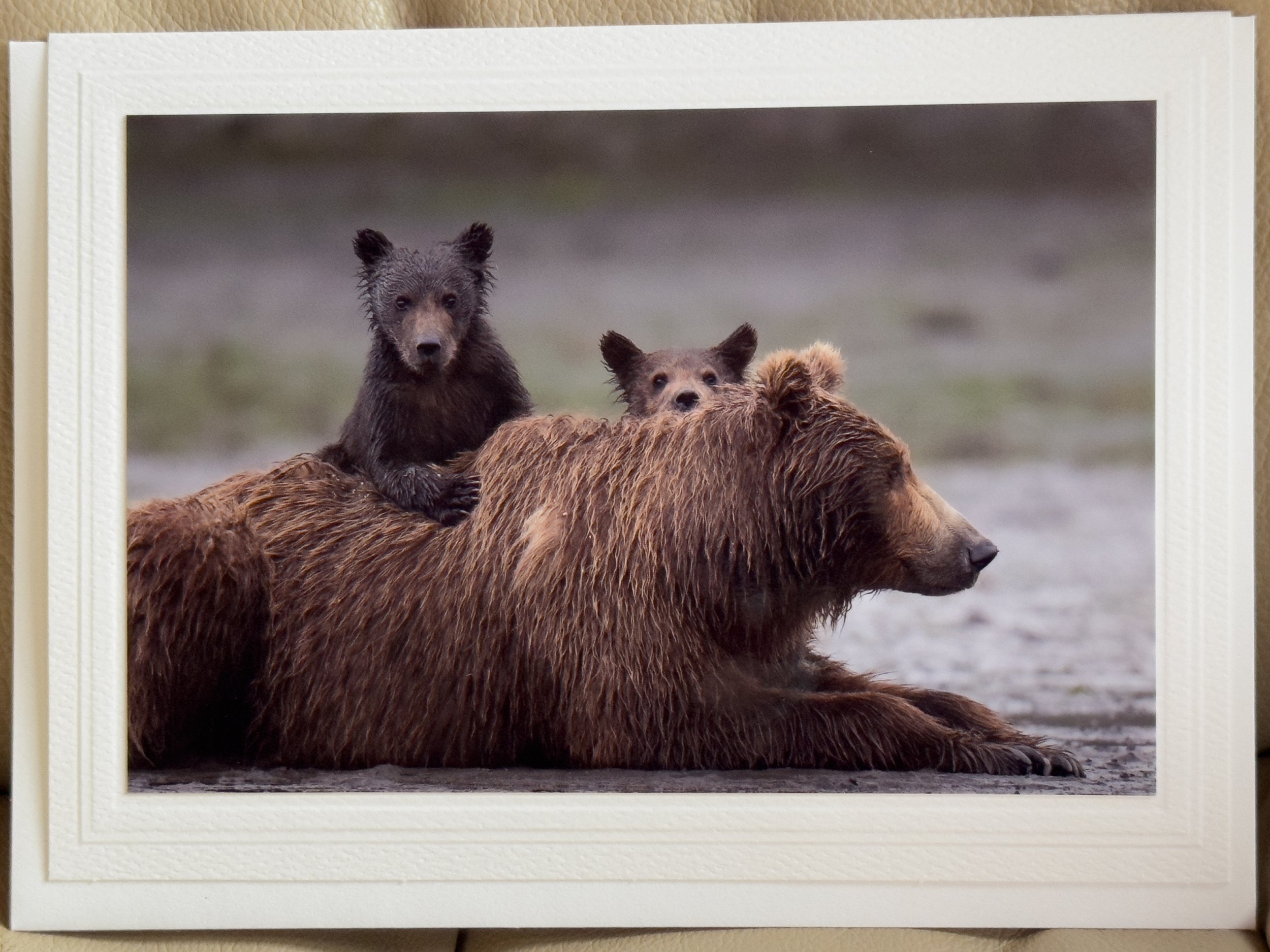 kbear2cardweb.jpg