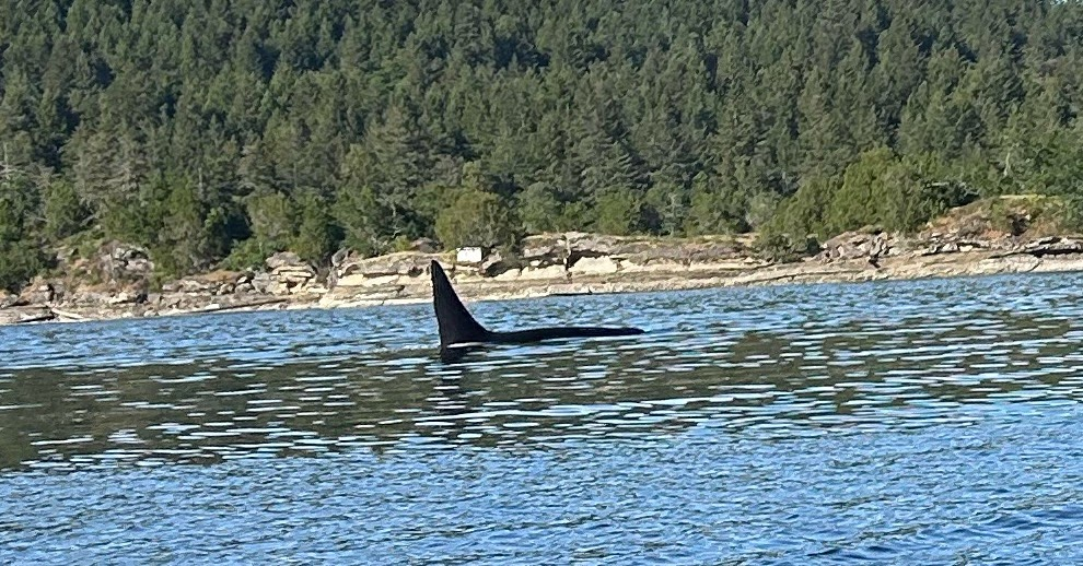 second 49th Dragons see Orcas May 2026.png