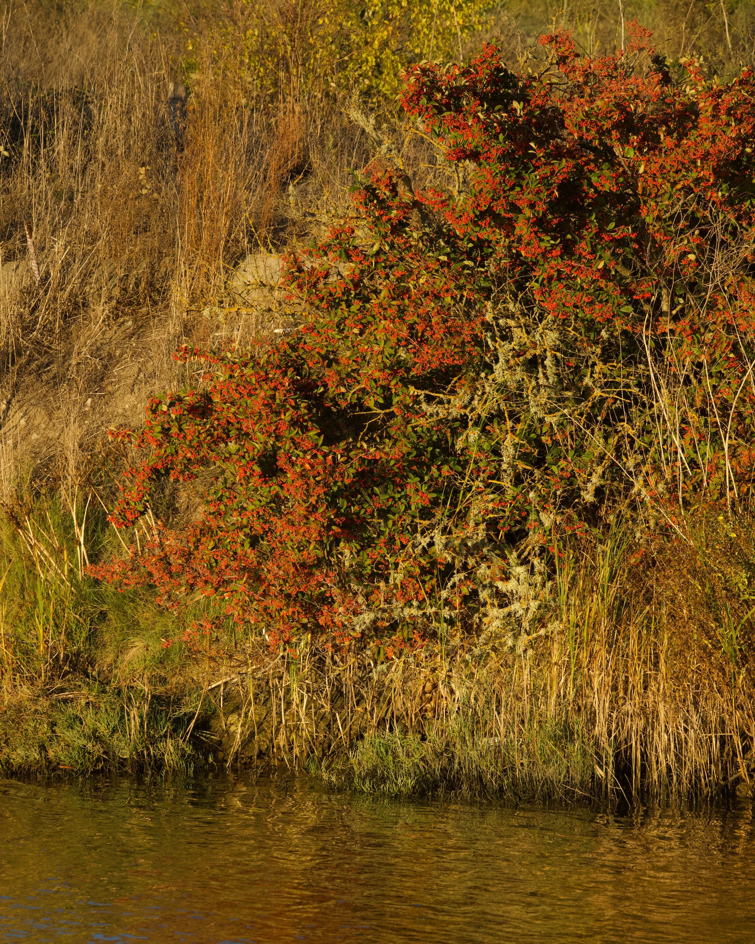 RIVER PARK WALK