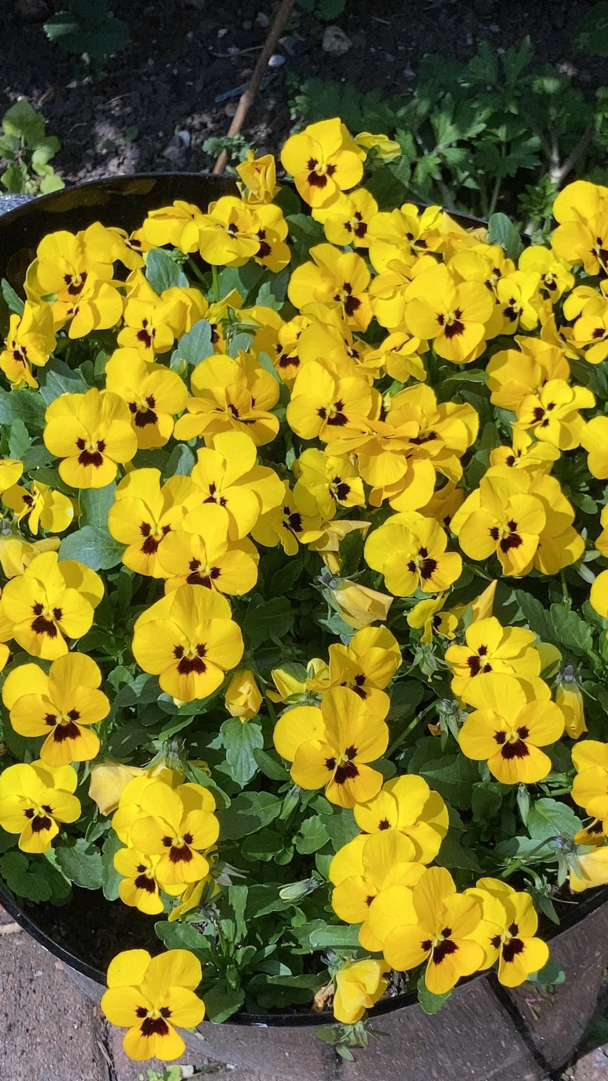 bright yellow inspiration for interiors