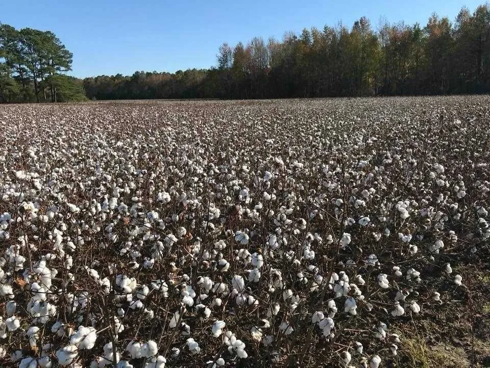 Cotton growing on the family land in Sardis, South Carolina.