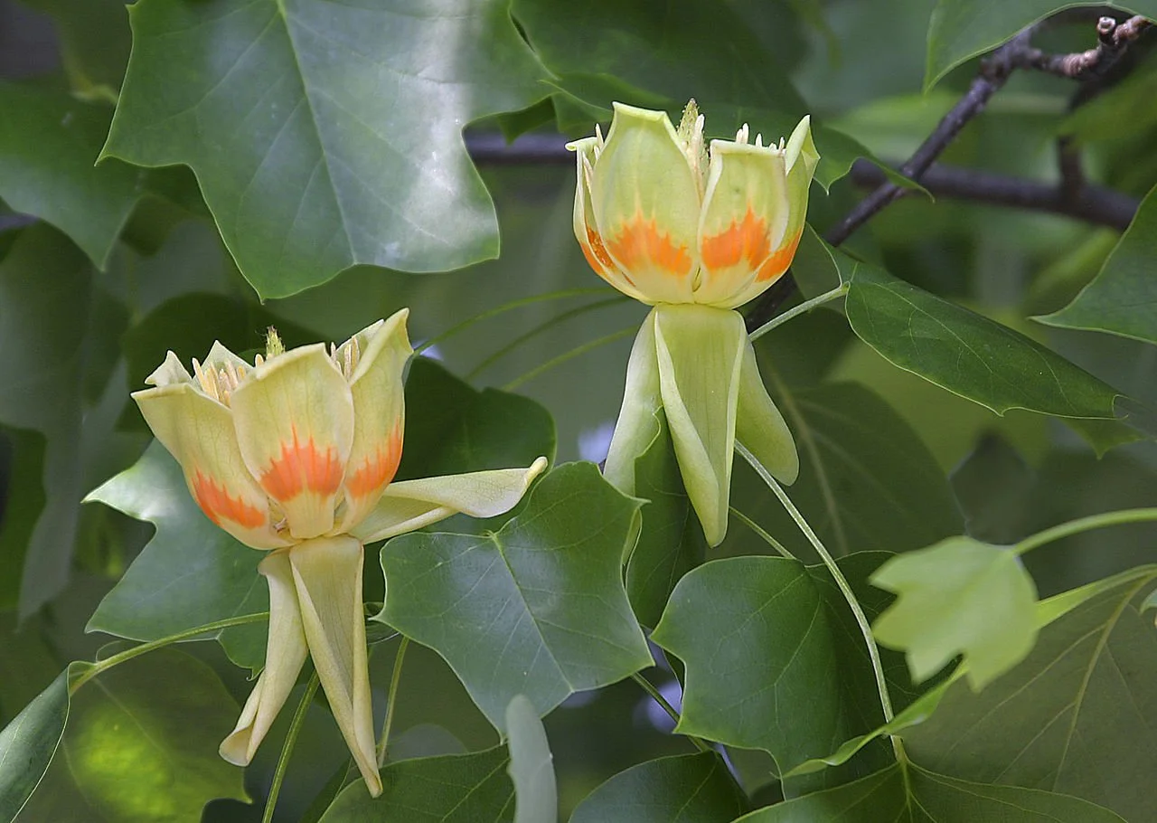 Tulip Poplar leaves and flowers