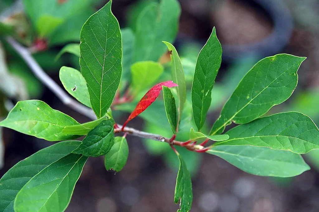 Blackgum leaves
