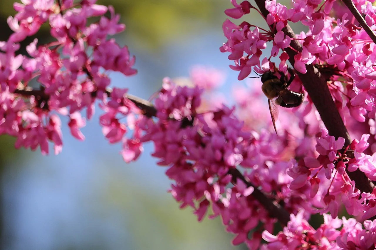Eastern Redubud flowers