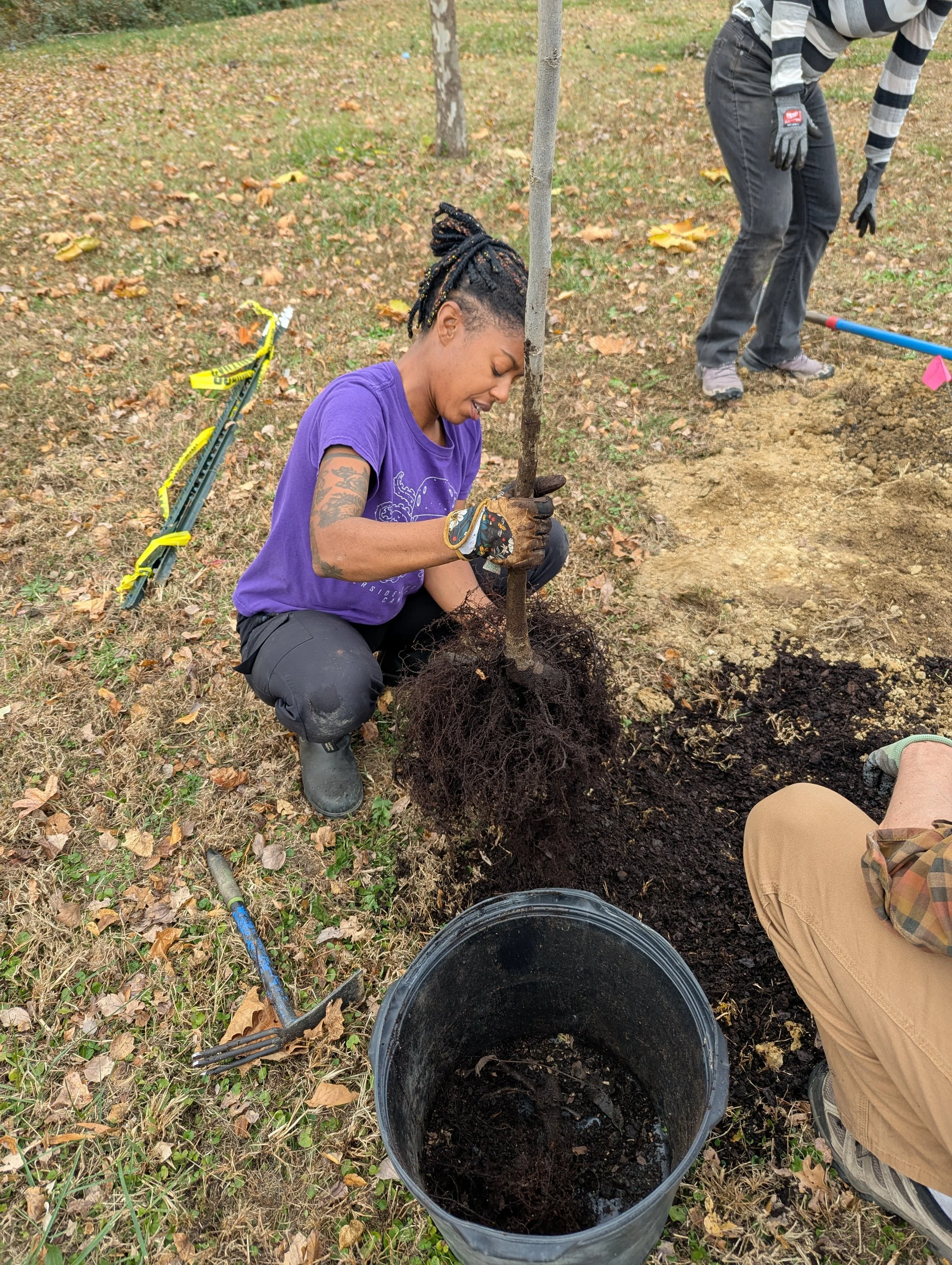 A volunteer massages the root ball of a tree she is planting at Boushall Middle School.