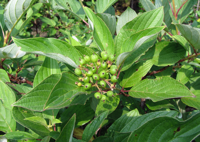 Red Osier Dogwood leaves and berries