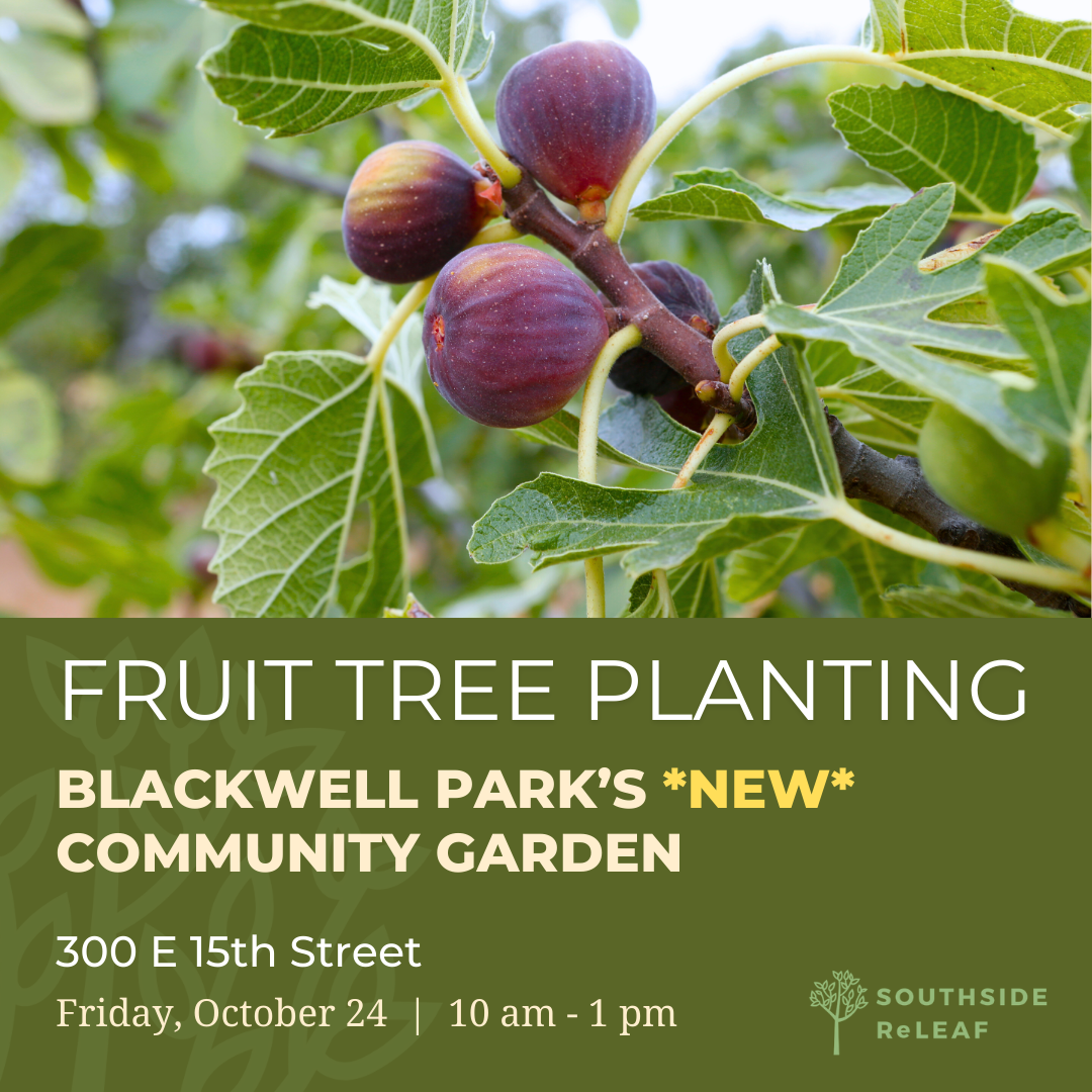 Planting Fruit Trees at Blackwell Park’s Community Garden