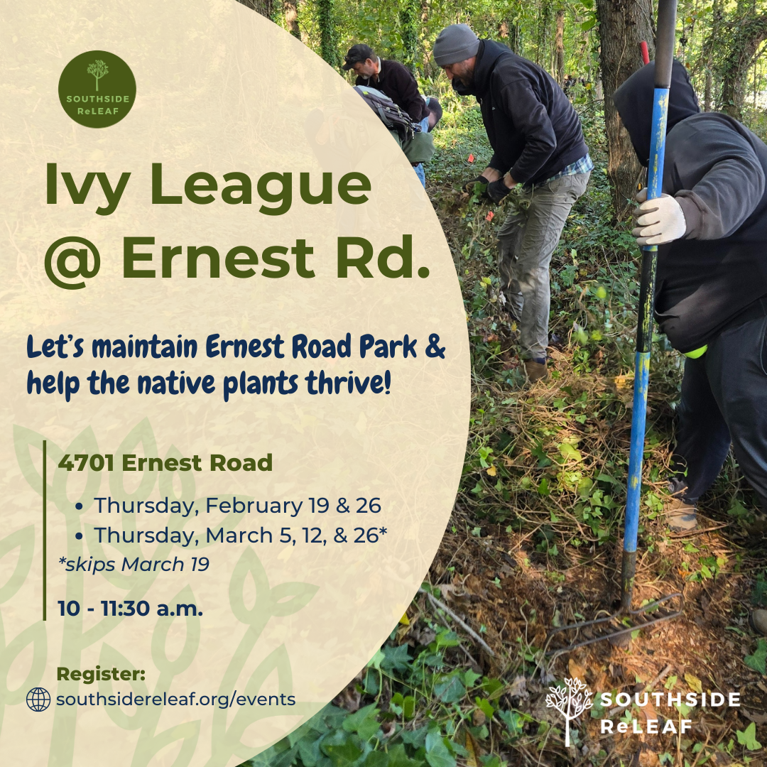 “Ivy League” Invasive Species Removal at Ernest Road Park - 2/19