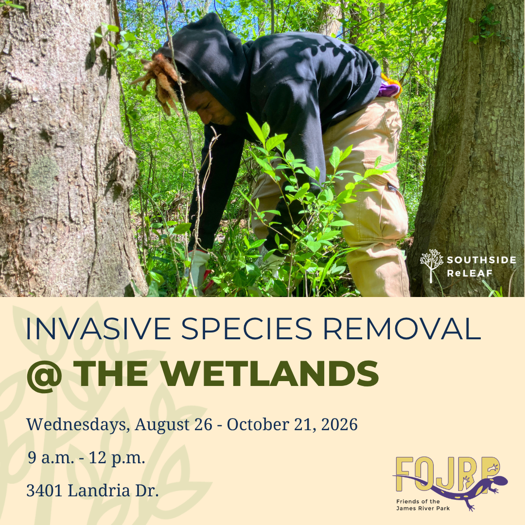 Wetlands Invasive Species Removal - Aug. 26